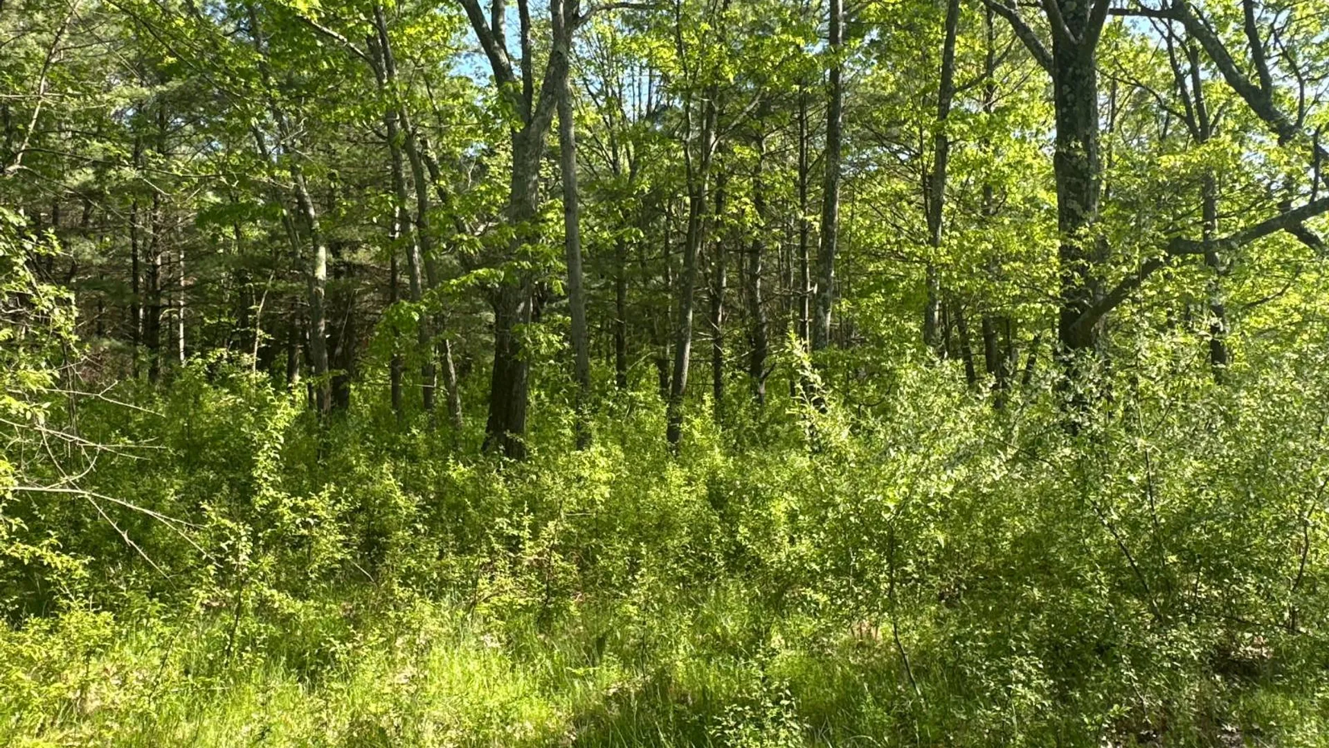 Property at 003WP Reservoir Rd, West Coxsackie, NY 12192 8