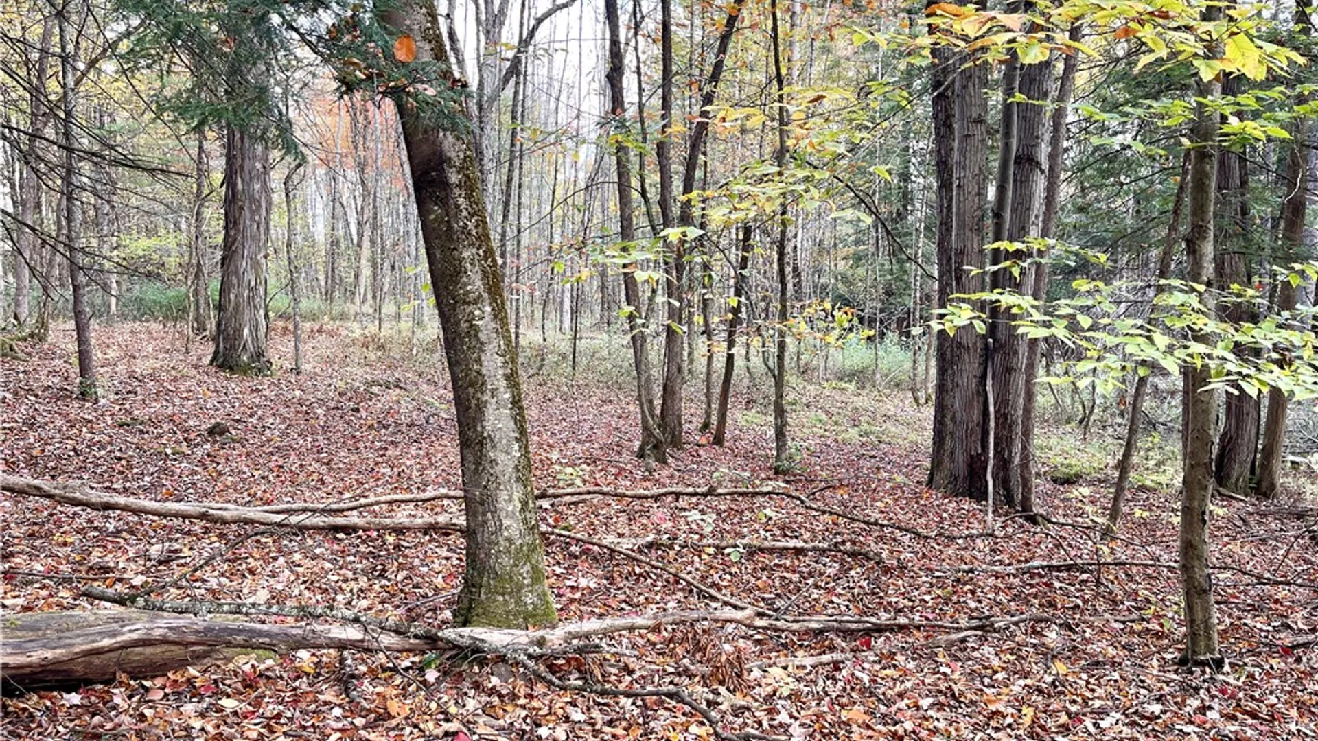 Property at County Highway 3, Butternuts, NY 13843 12