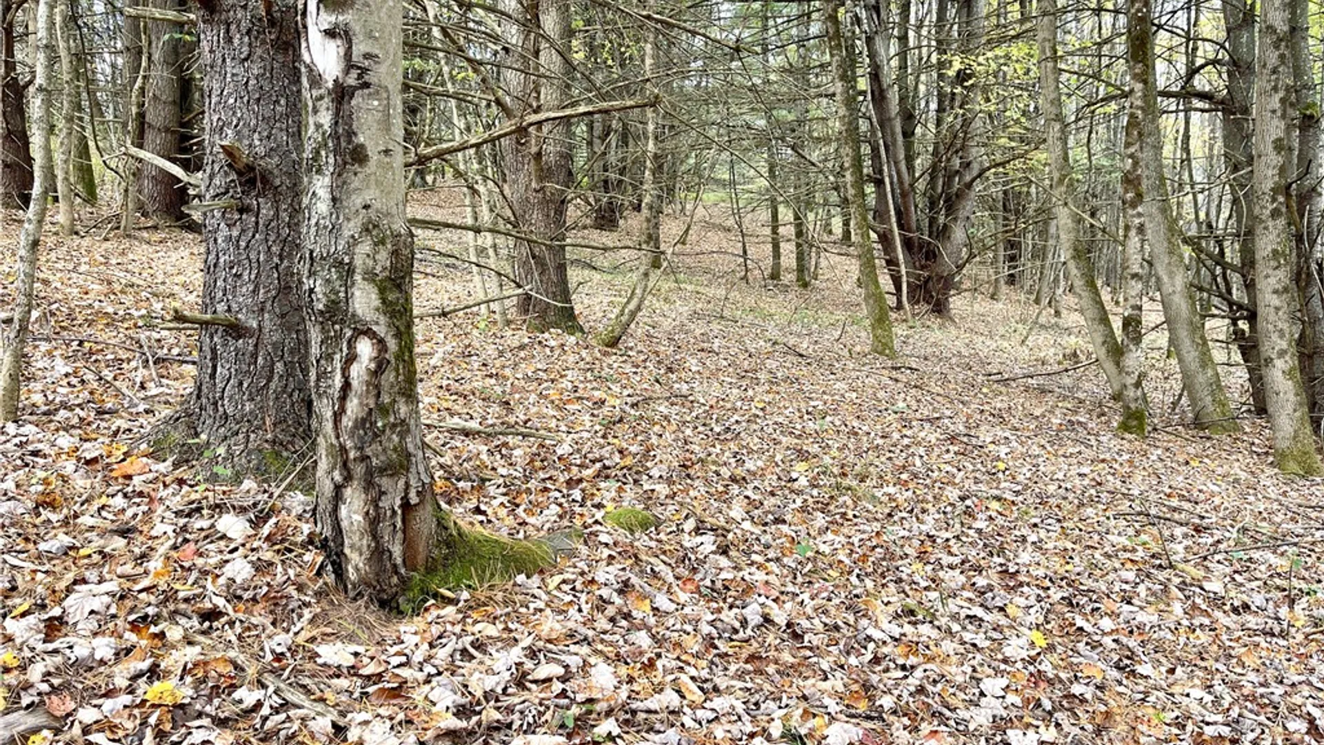 Property at County Highway 3, Butternuts, NY 13843 8