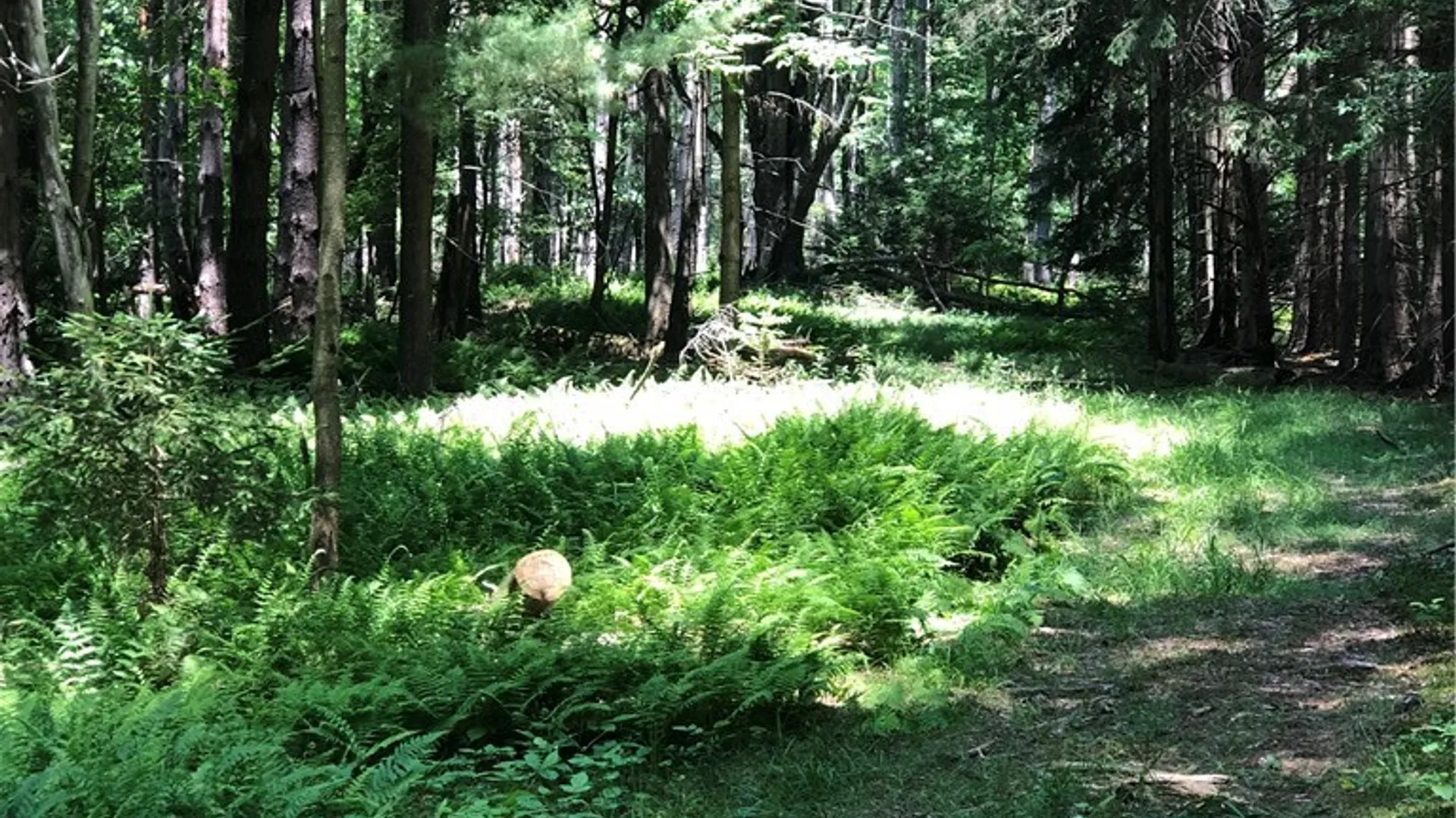 Property at 7632 Centerville Road, Hume, NY 14744 17