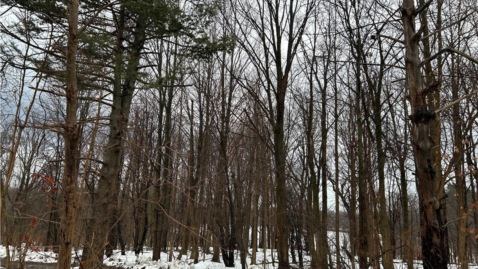 Property at Alleghany Road, Hanover, NY 14062 4