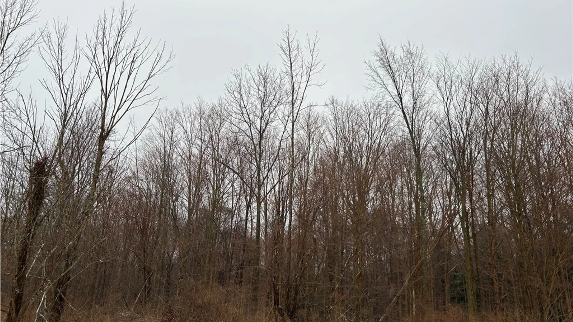 Property at Alleghany Road, Hanover, NY 14062 6