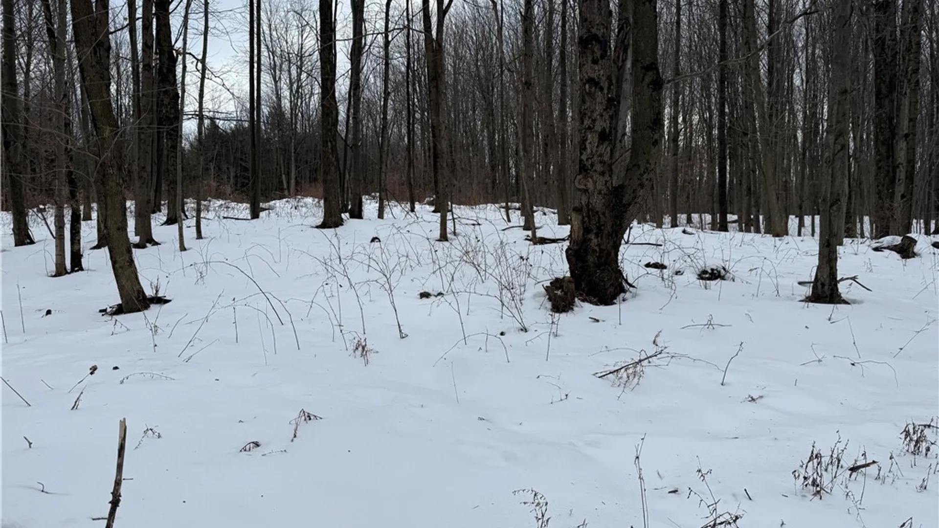 Property at 16 Deer Pond, Orangeville, NY 14569 3