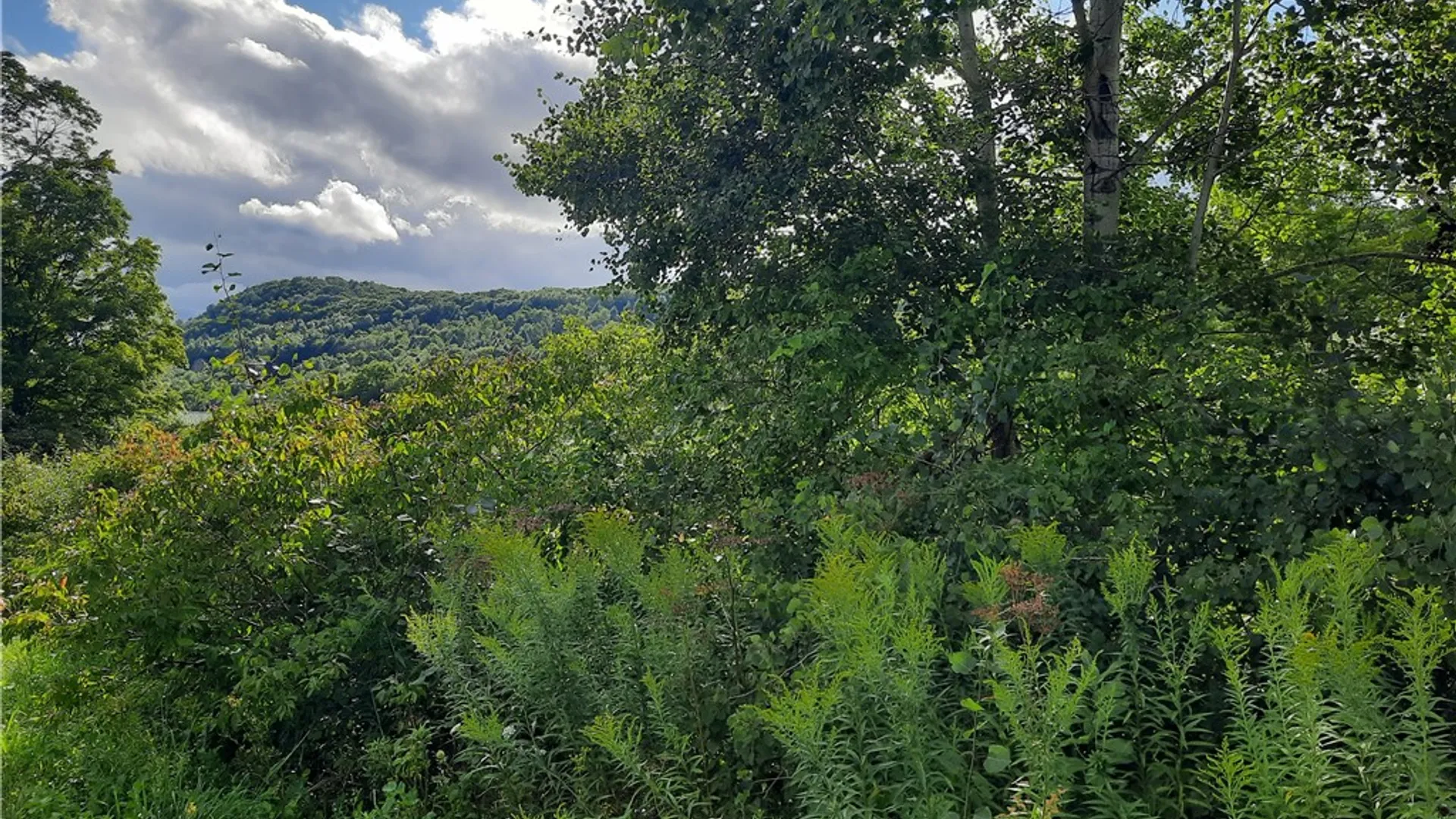 Property at County Route 41, Roxbury, NY 12474 11