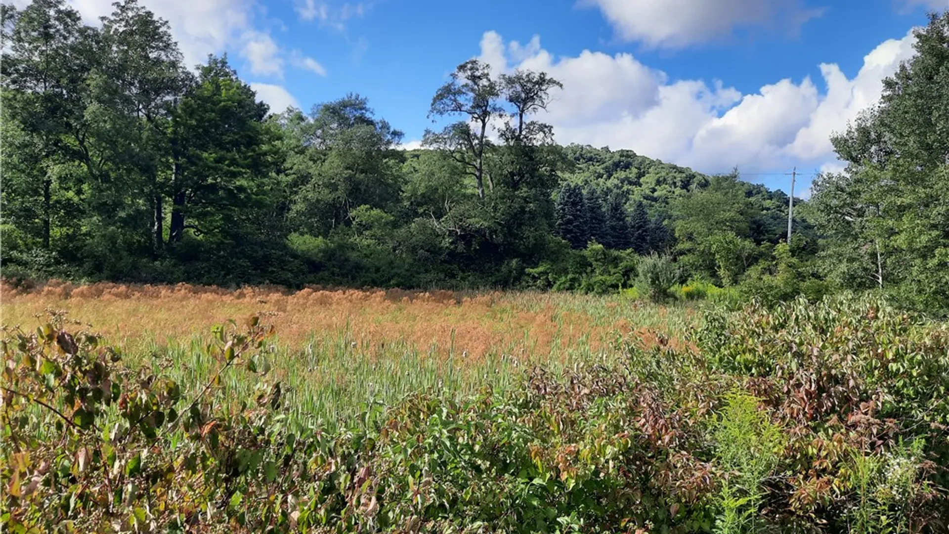 Property at County Route 41, Roxbury, NY 12474 12