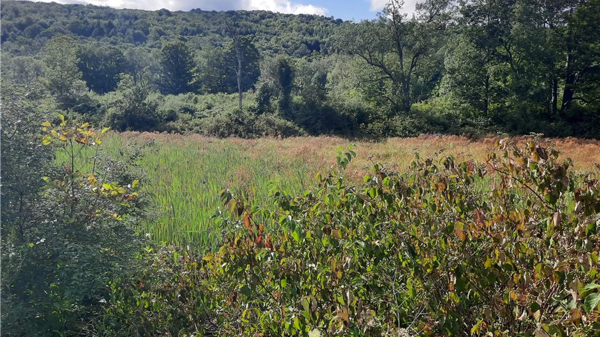 Property at County Route 41, Roxbury, NY 12474 13