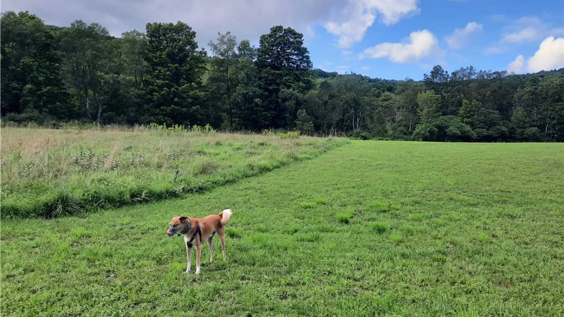 Property at County Route 41, Roxbury, NY 12474 22