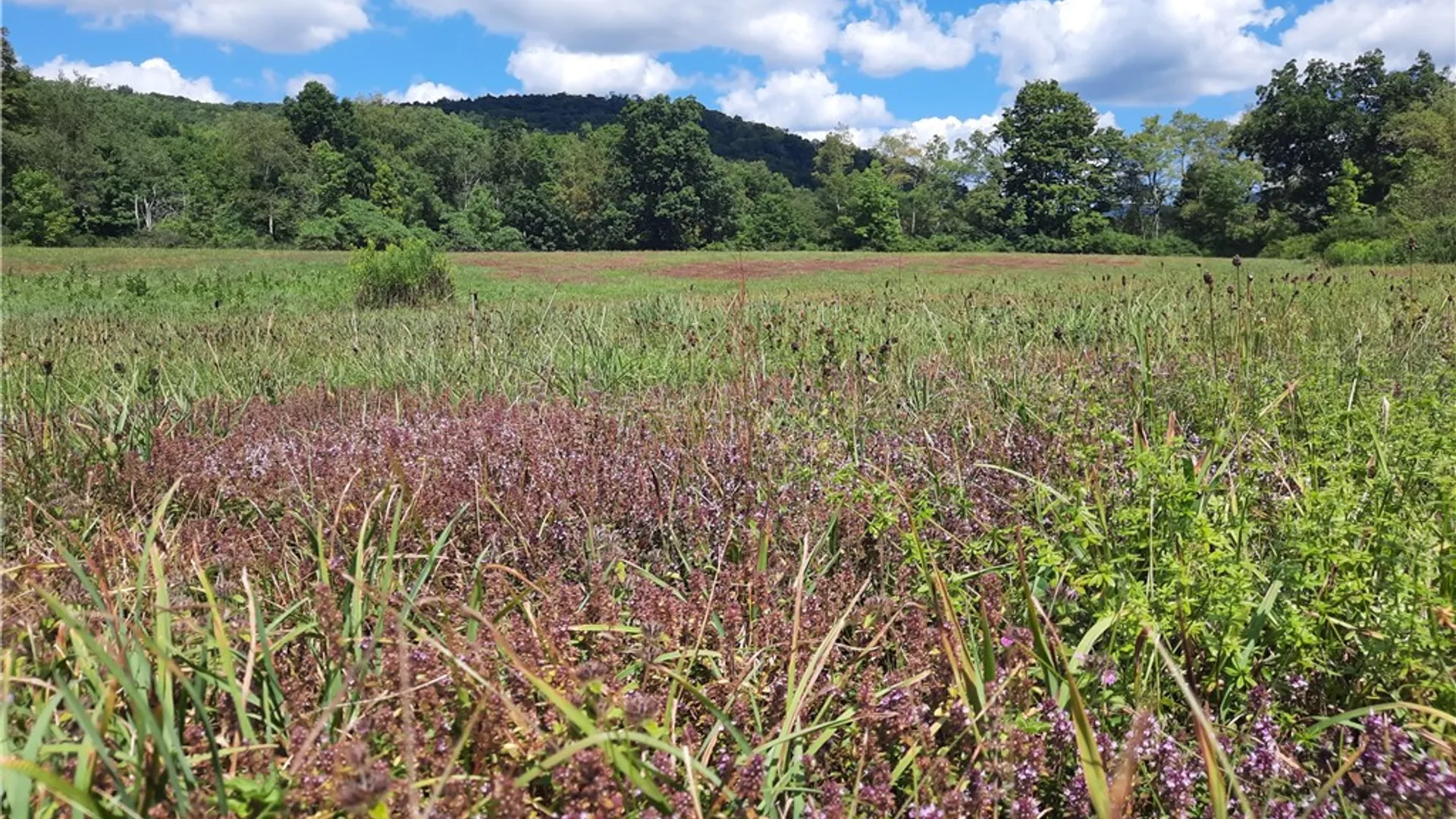 Property at County Route 41, Roxbury, NY 12474 26