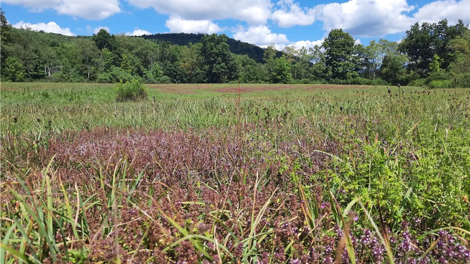 Property at County Route 41, Roxbury, NY 12474 45