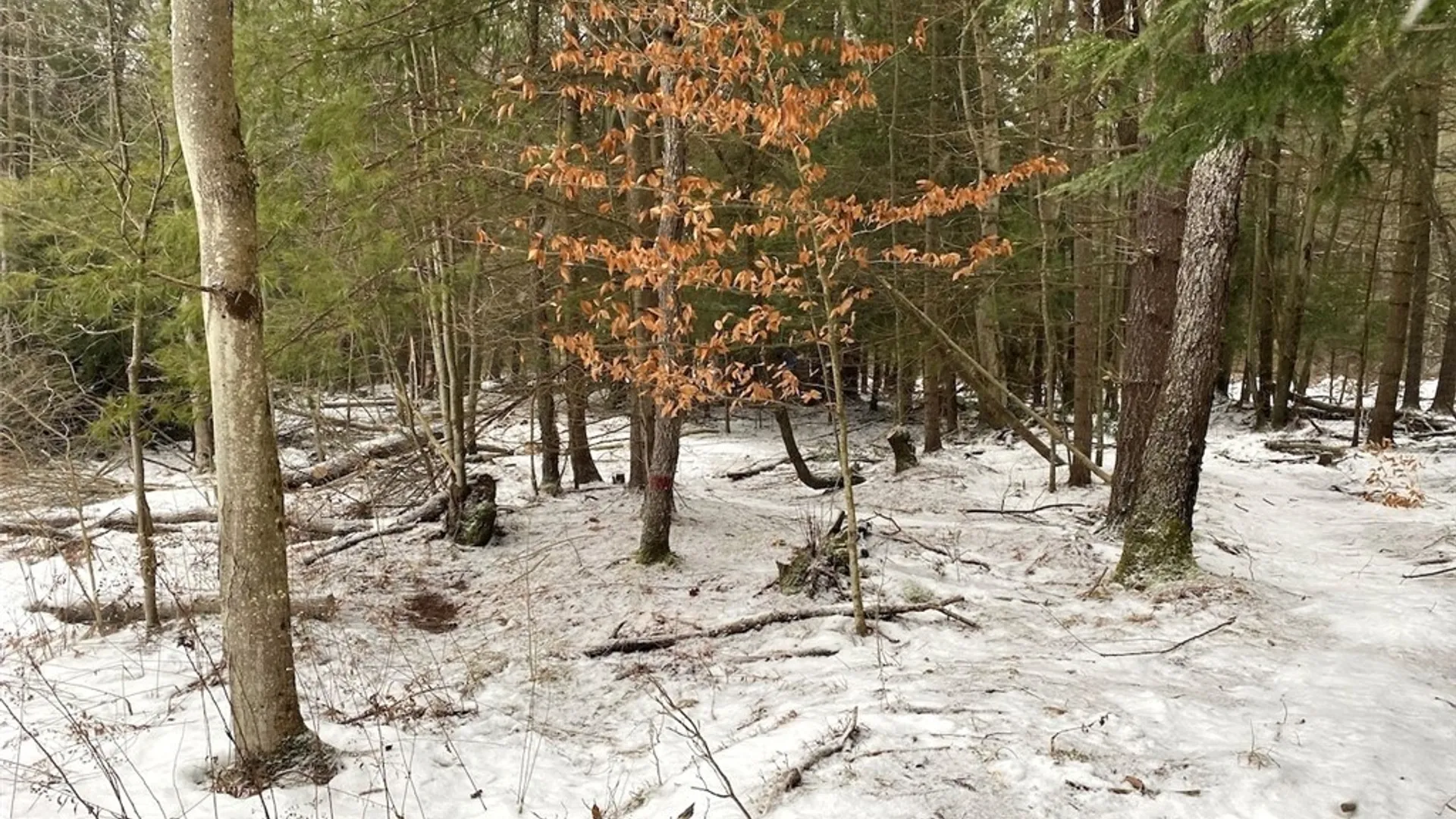 Property at 1892 County Road 18, Alma, NY 14895 16