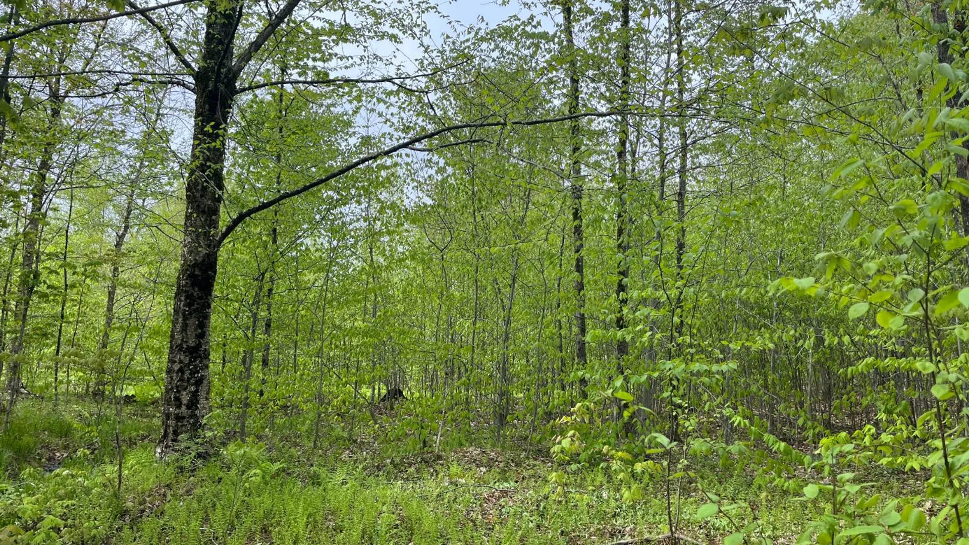 Property at off Laplante Rd, Star Lake, NY 13690 29