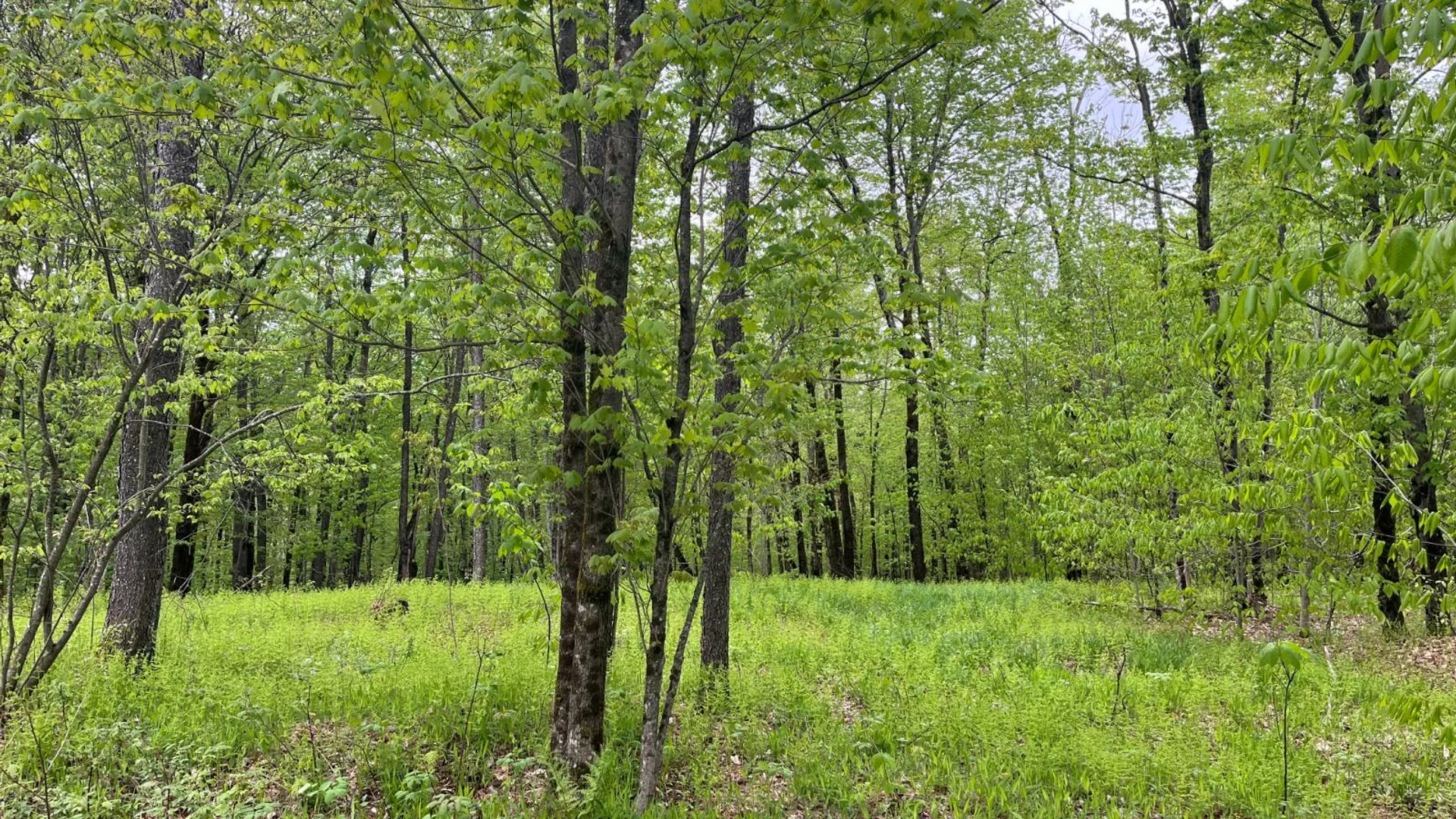 Property at off Laplante Rd, Star Lake, NY 13690 31
