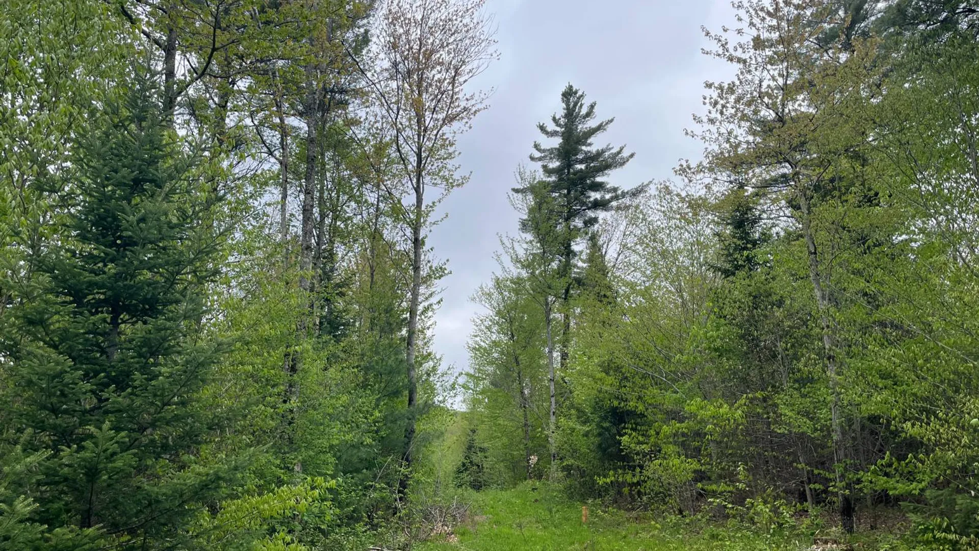 Property at off Laplante Rd, Star Lake, NY 13690 34