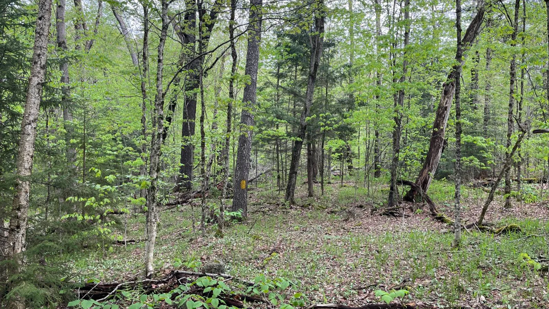 Property at off Laplante Rd, Star Lake, NY 13690 41