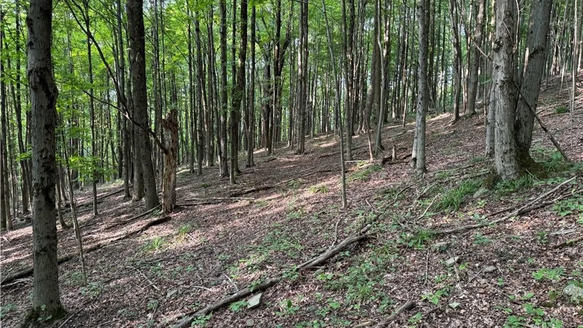 Property at 9 Creek Ridge Road, Ellicottville, NY 14731 21