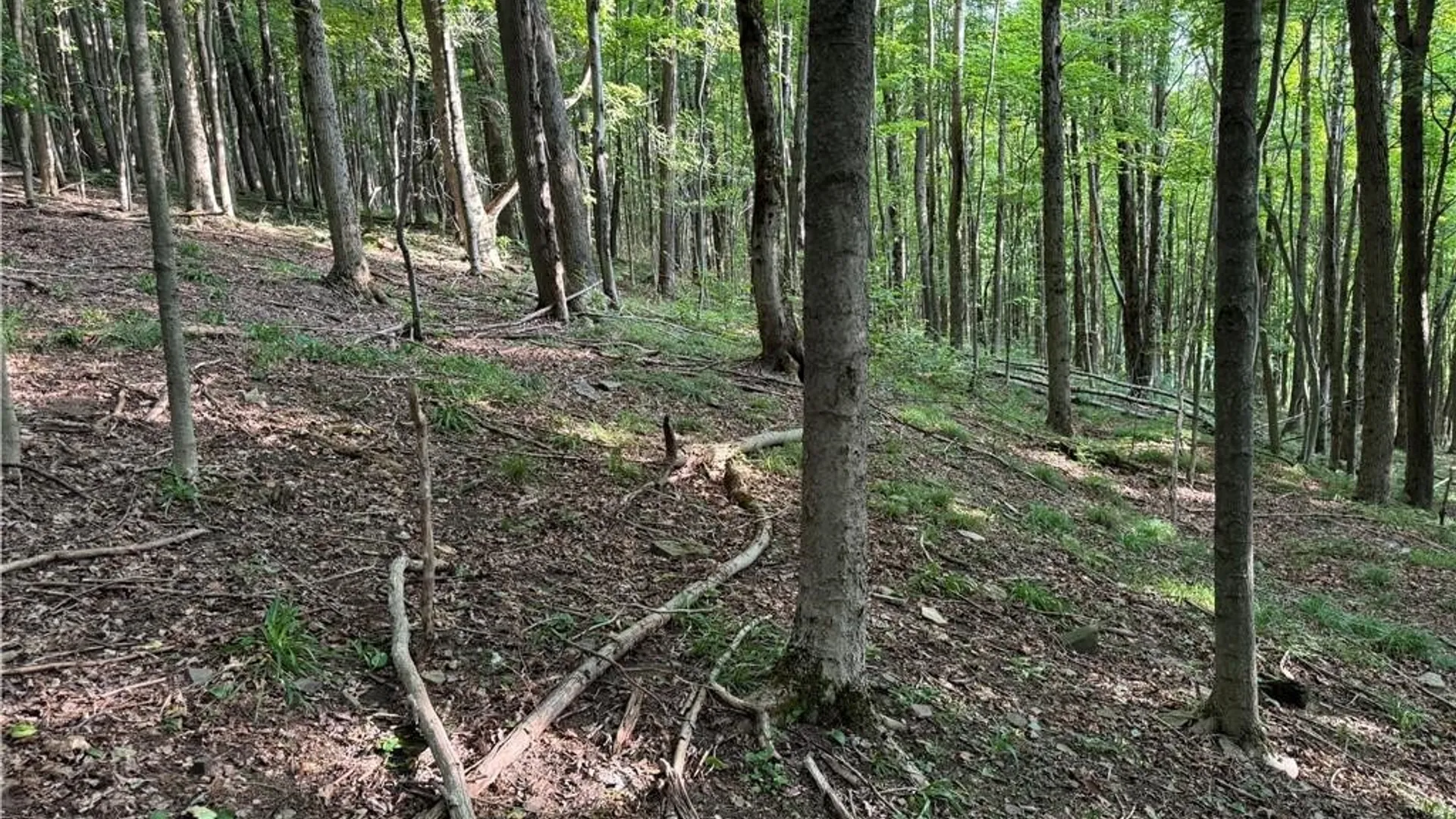 Property at 9 Creek Ridge Road, Ellicottville, NY 14731 24