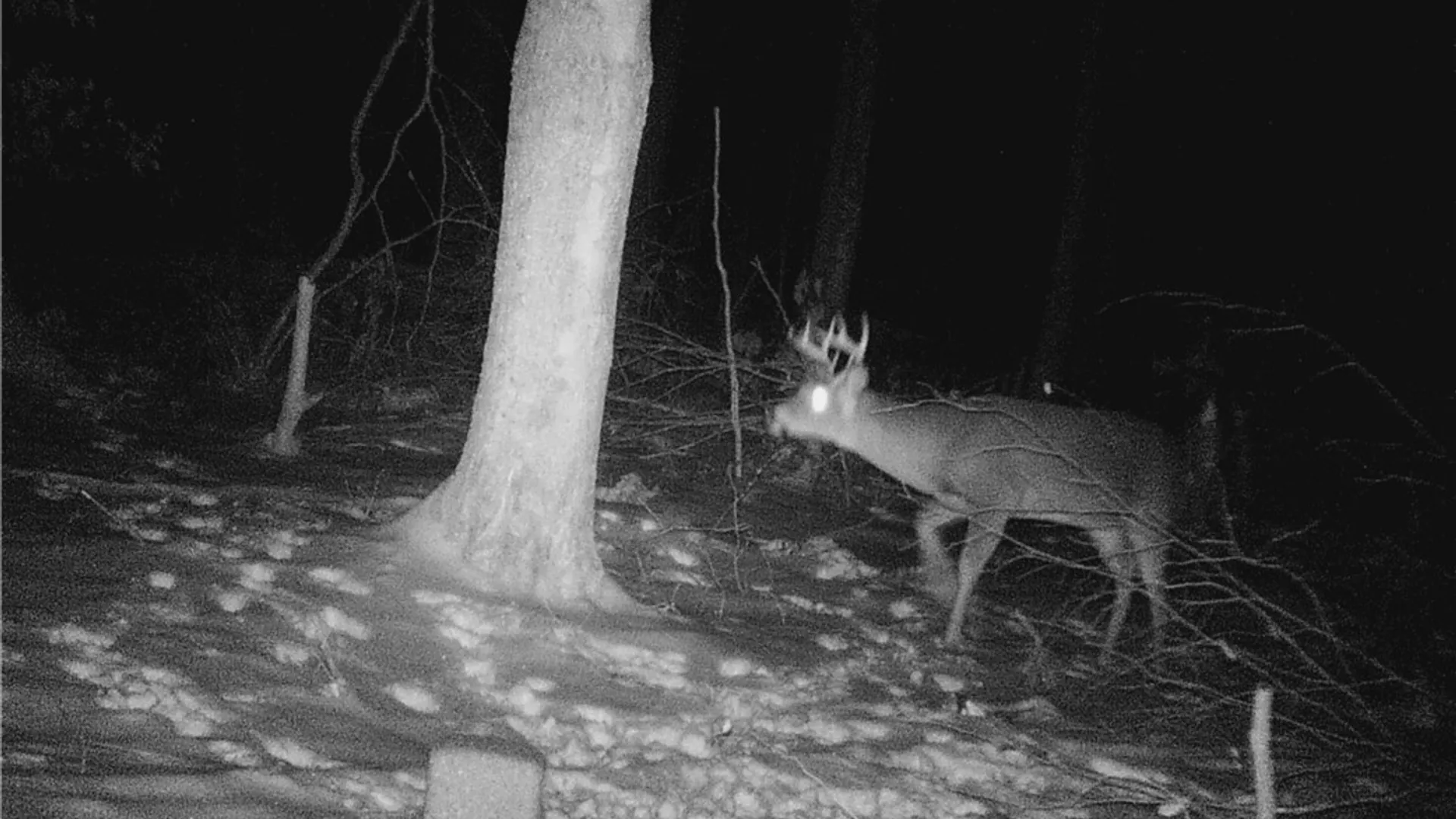 Property at 207 Cherry Lane, German, NY 13040 43