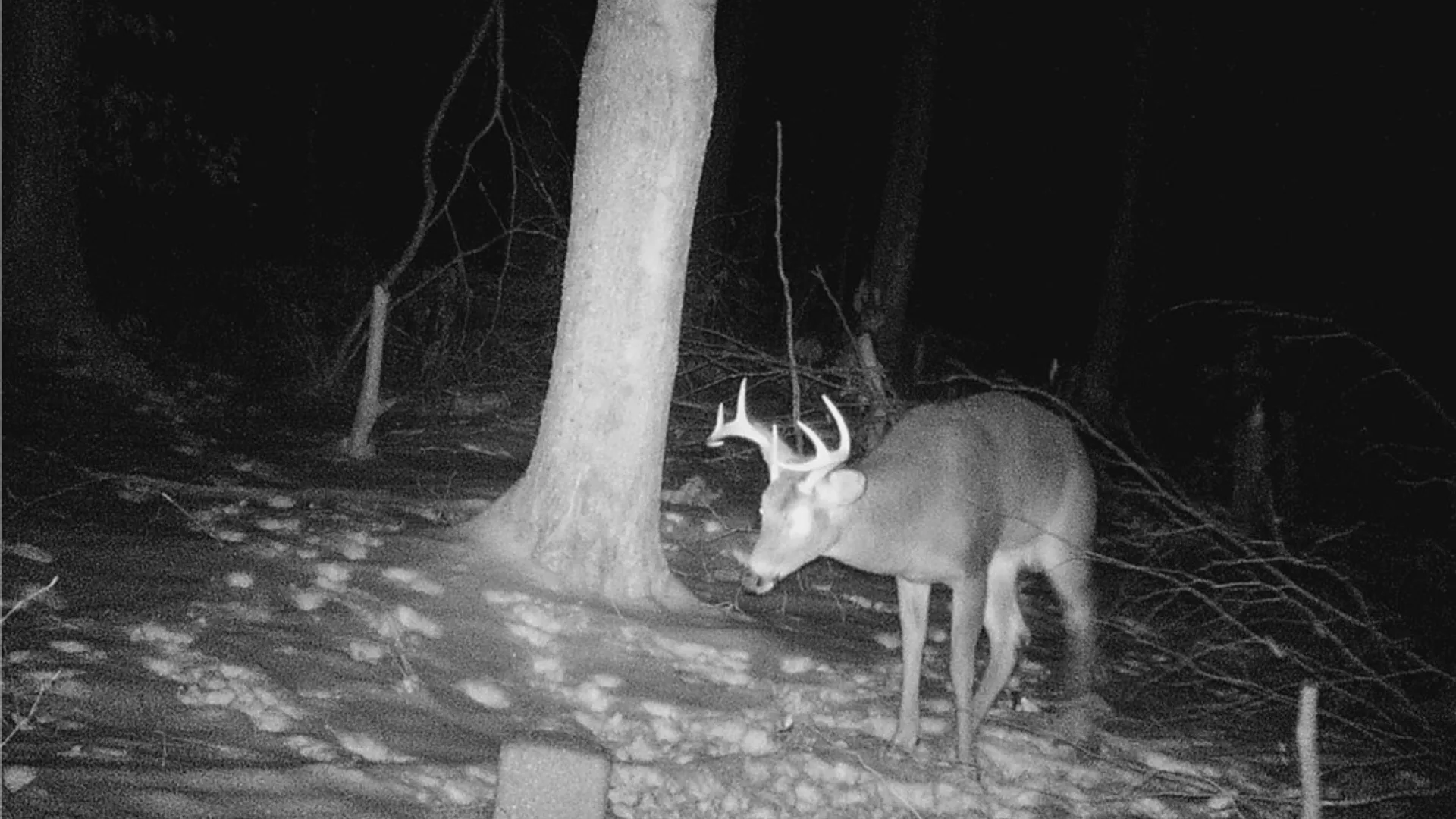 Property at 207 Cherry Lane, German, NY 13040 44