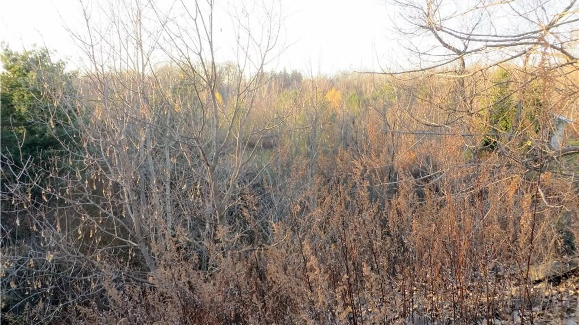 Property at 5600 Clinton Street, Elma, NY 14059 11