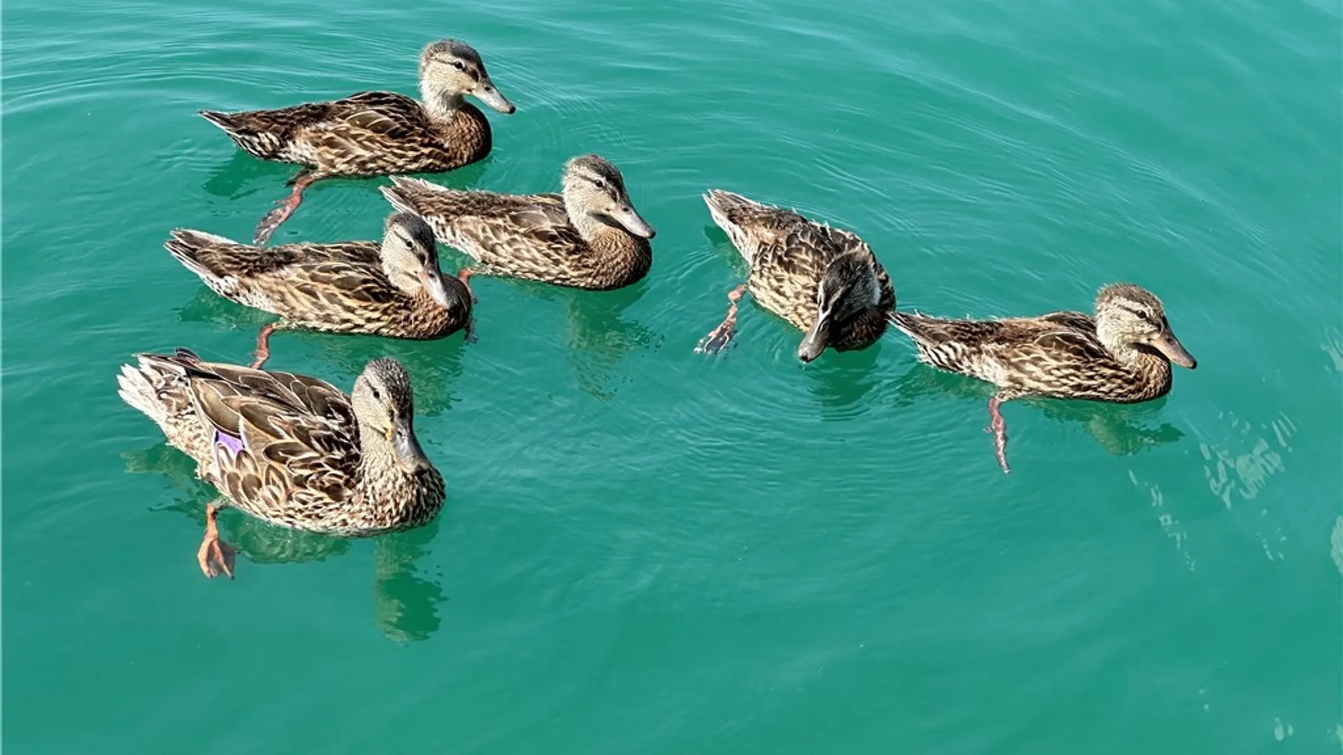 Property at 6872 - 6874 State Highway 80, Otsego, NY 13326 12