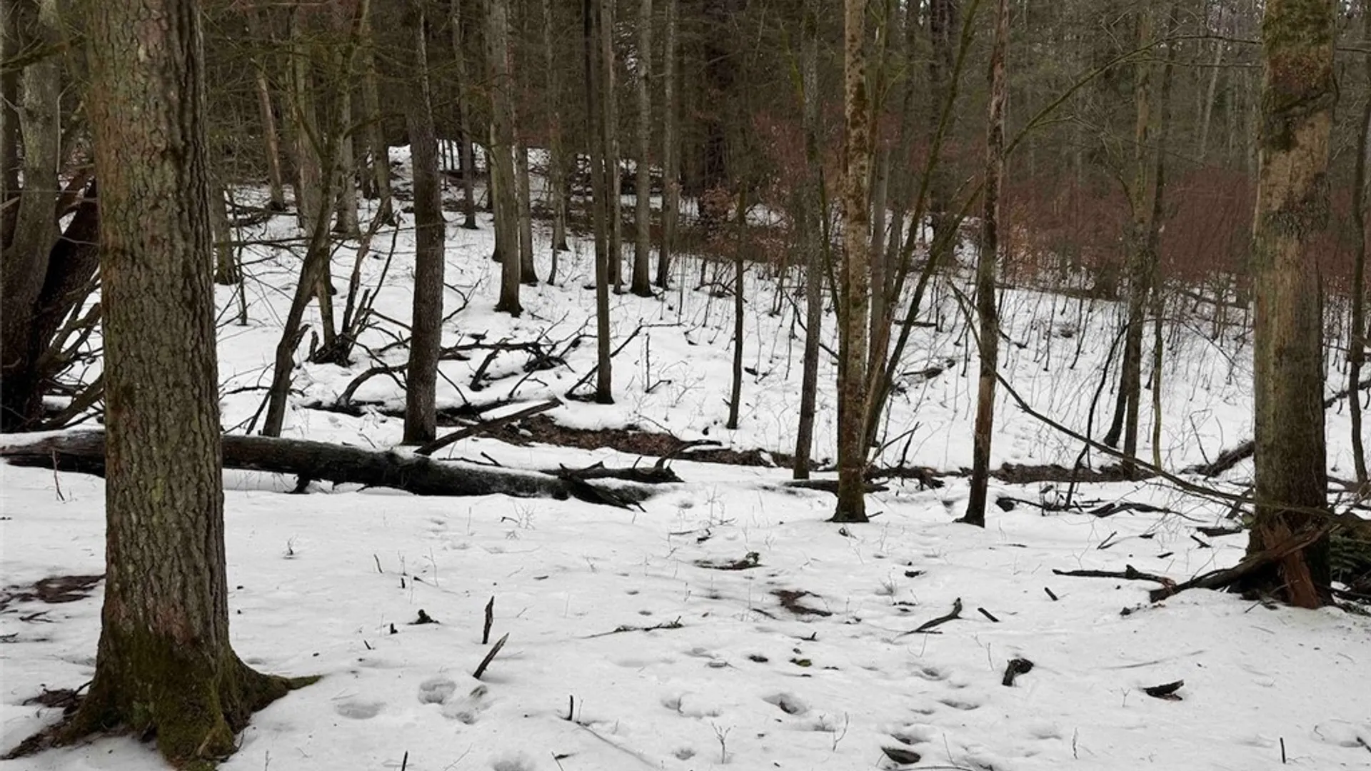 Property at Co Rd 5, Genesee, NY 14754 40
