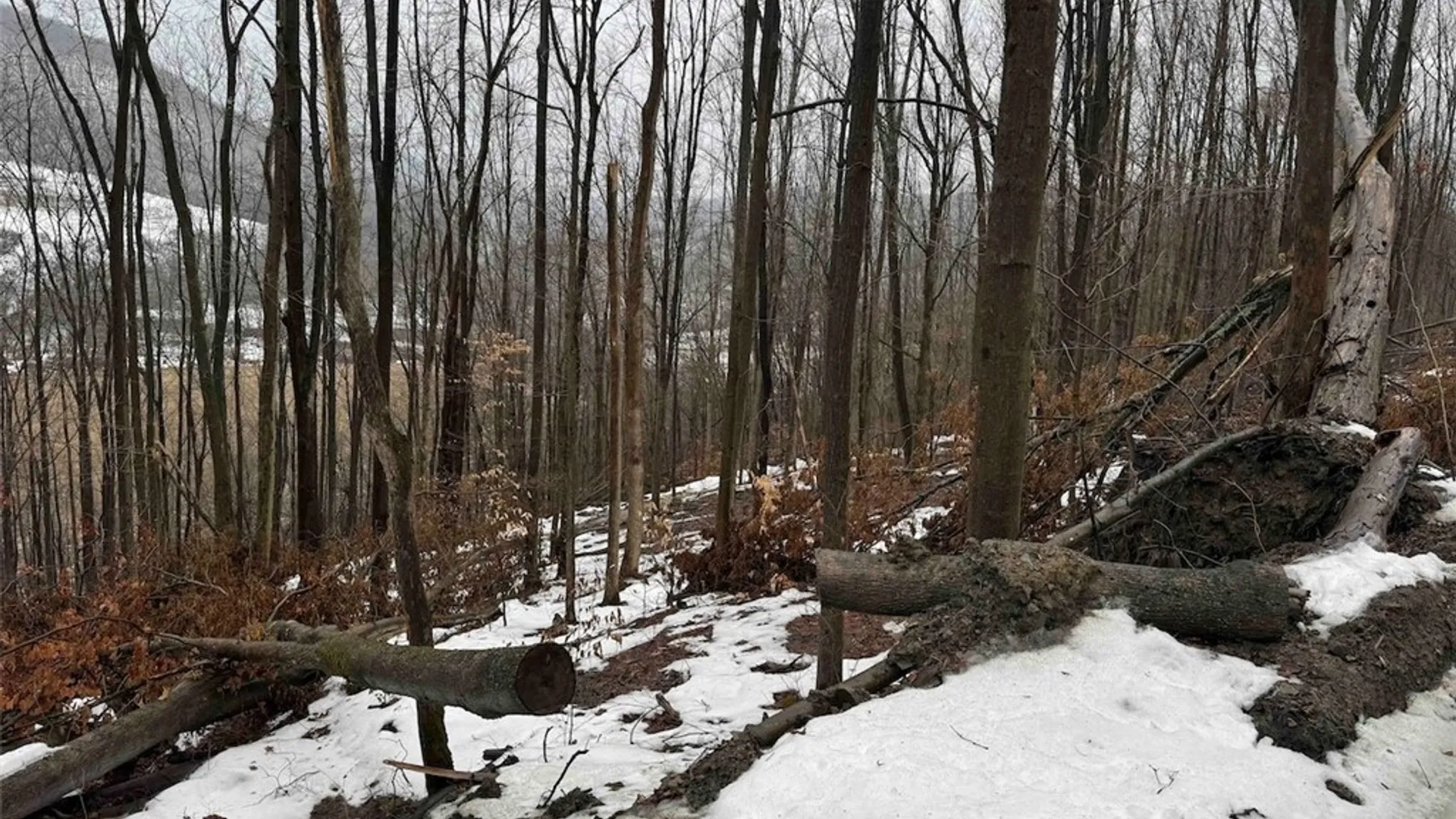 Property at Route 16, Ischua, NY 14743 16