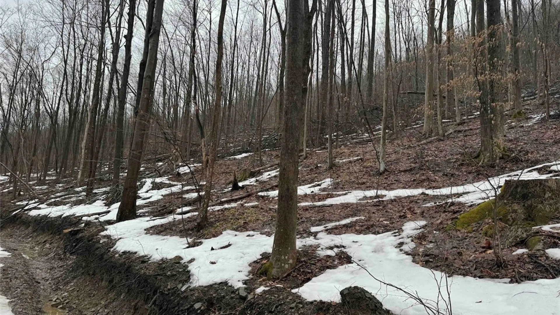 Property at Route 16, Ischua, NY 14743 17