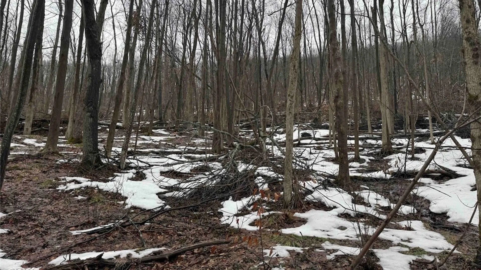 Property at Route 16, Ischua, NY 14743 19