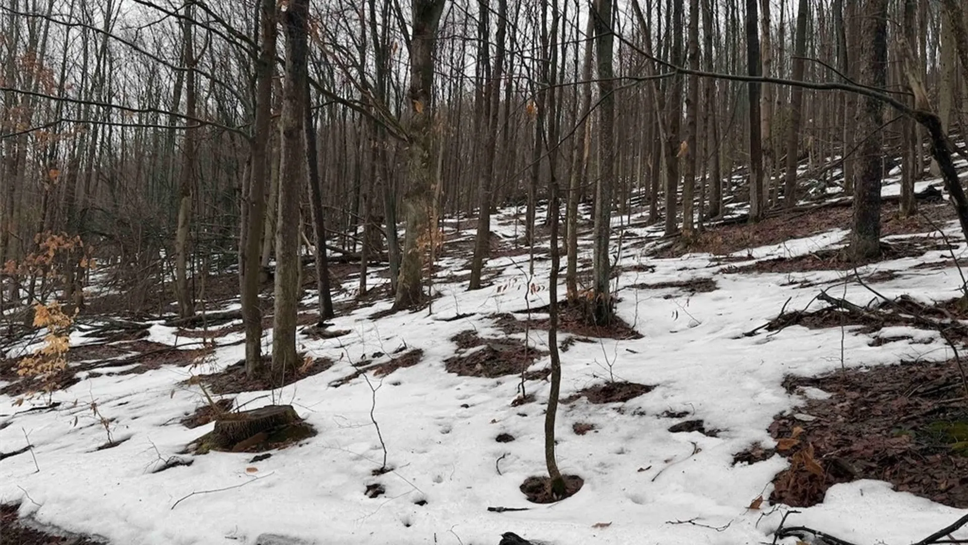 Property at Route 16, Ischua, NY 14743 22