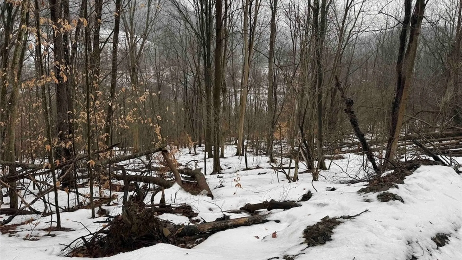 Property at Route 16, Ischua, NY 14743 23