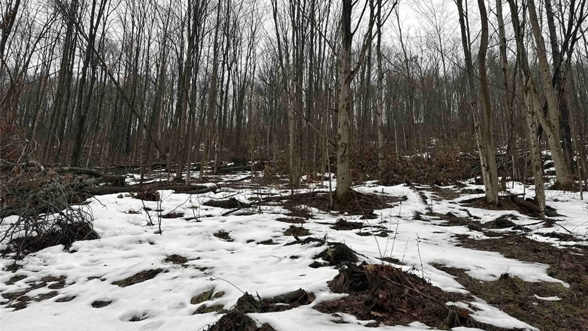 Property at Route 16, Ischua, NY 14743 26