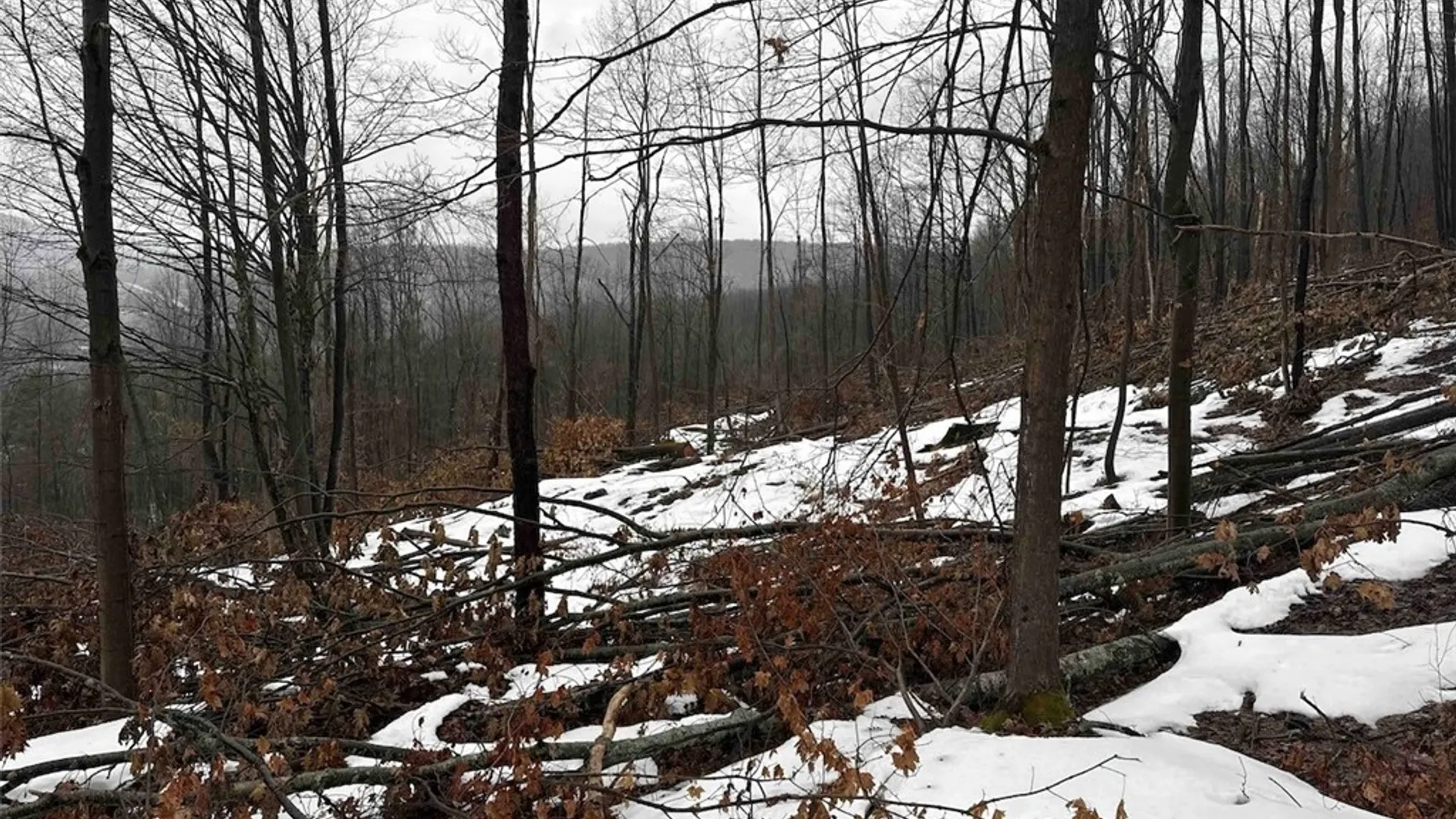 Property at Route 16, Ischua, NY 14743 27