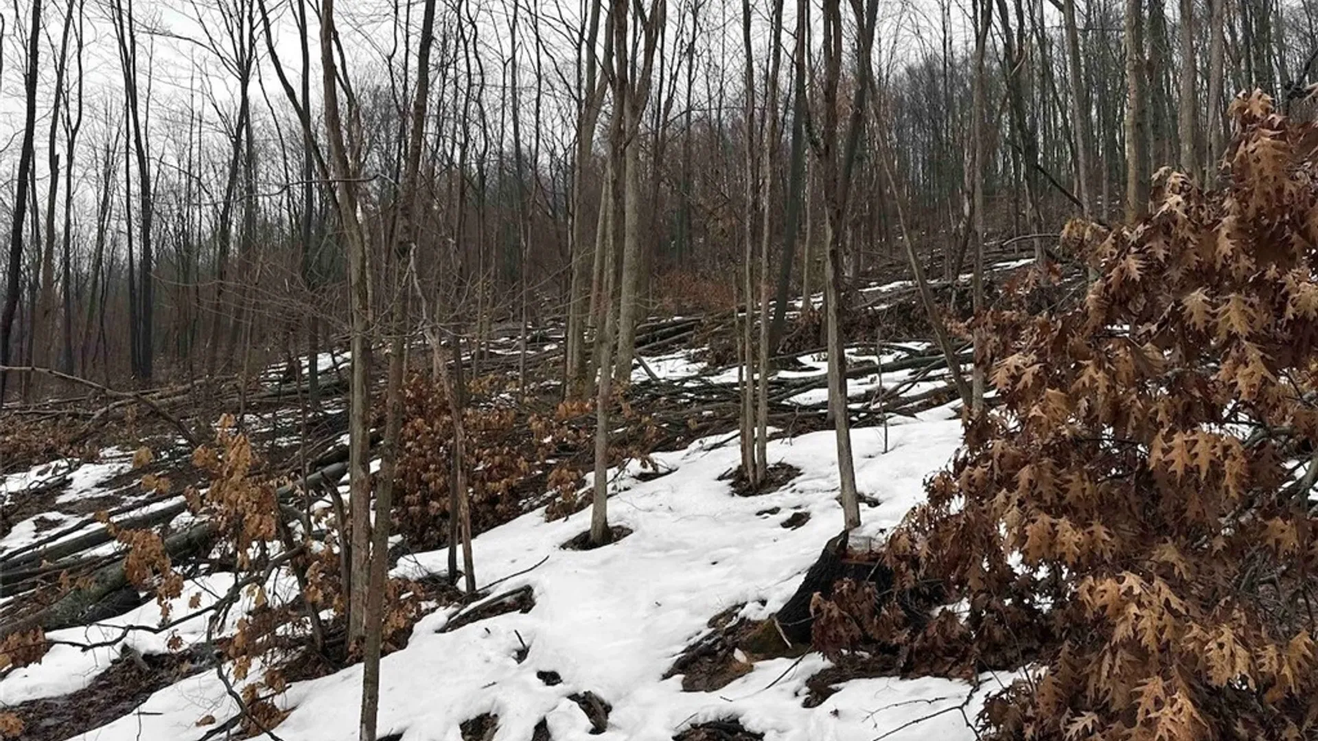 Property at Route 16, Ischua, NY 14743 28