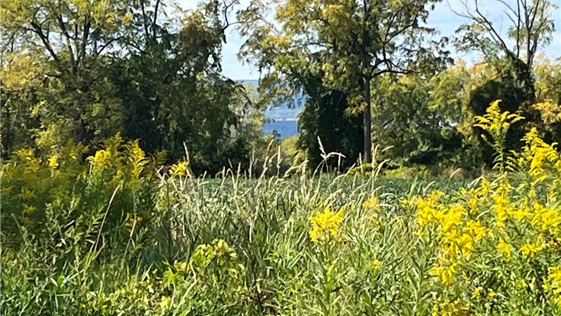 Property at 8850 Route 414, Lodi, NY 14860 15