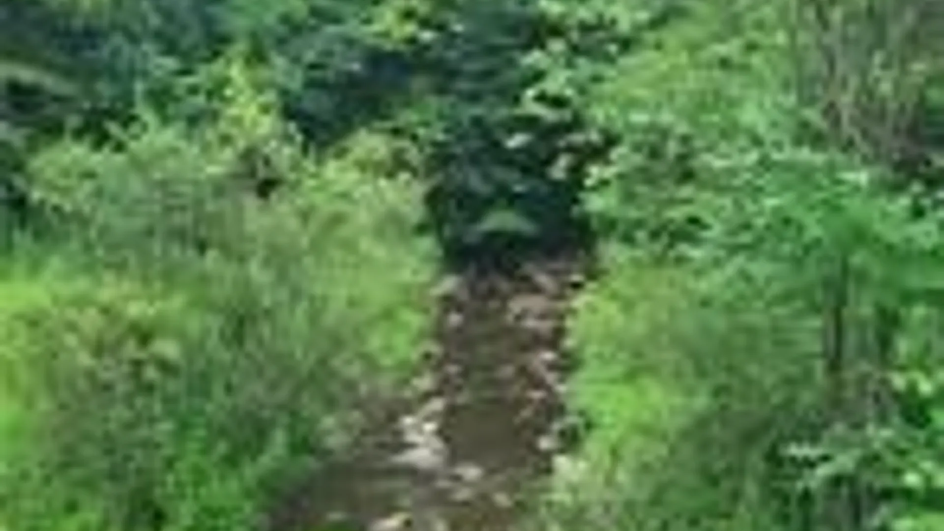 Property at 001 Lot A Bowen Road, Randolph, NY 14772 2