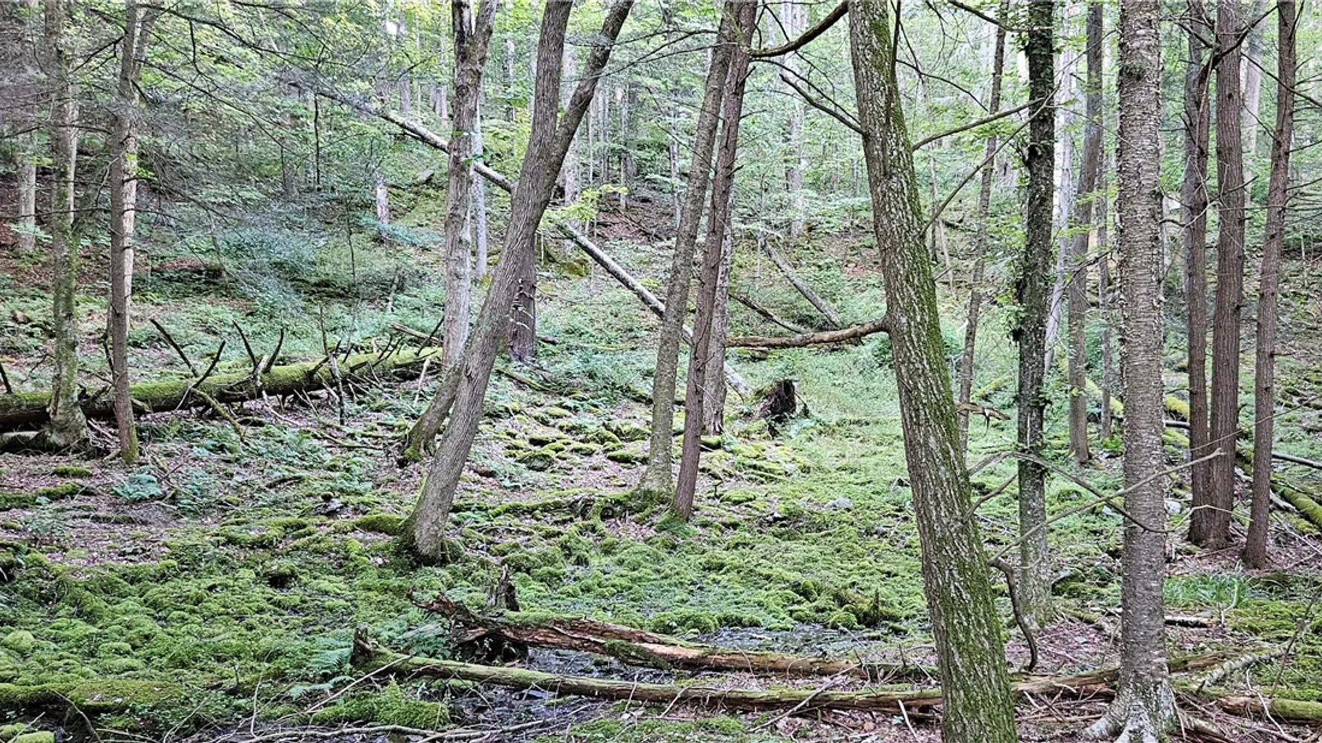 Property at Shaver Hollow, Andes, NY 13731 15