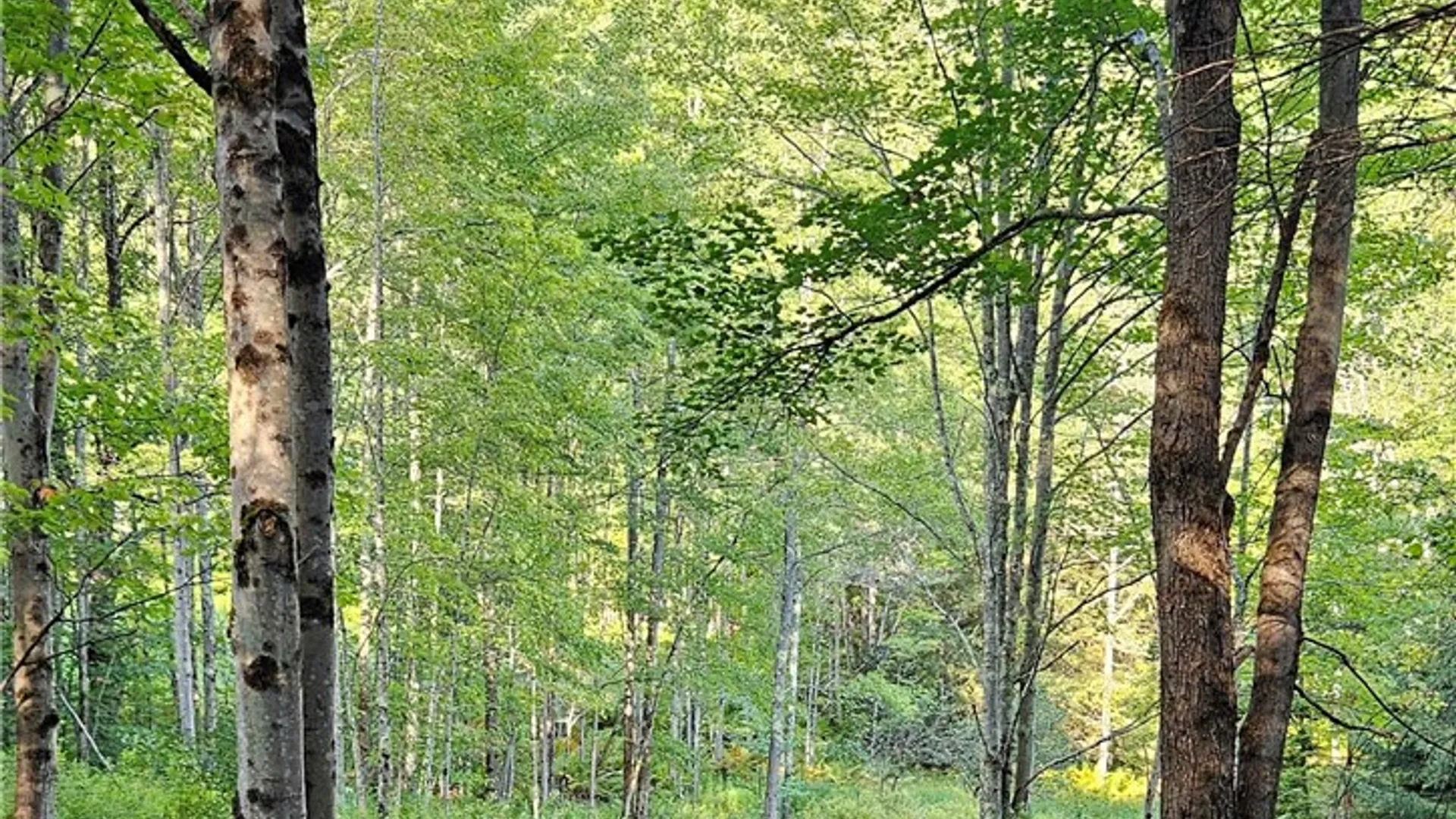 Property at Shaver Hollow, Andes, NY 13731 6