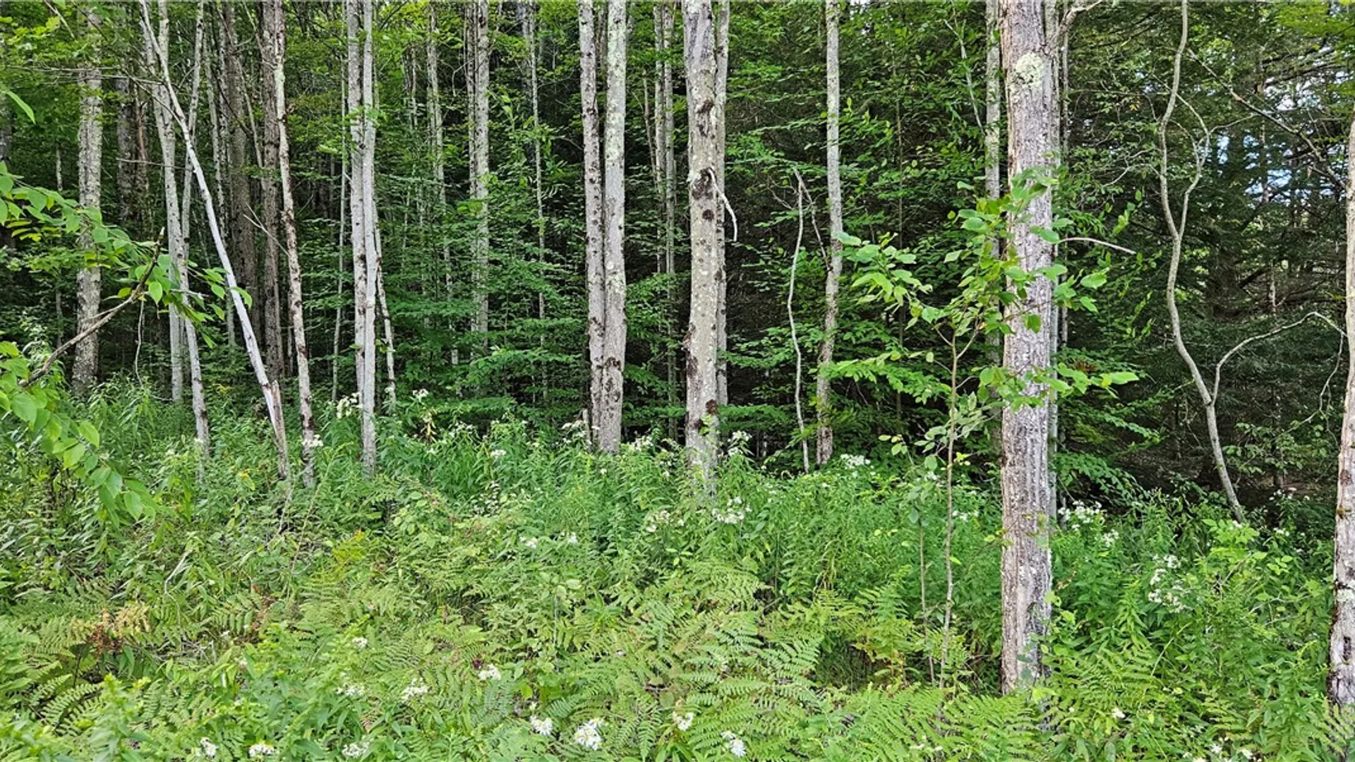 Property at Shaver Hollow, Andes, NY 13731 7