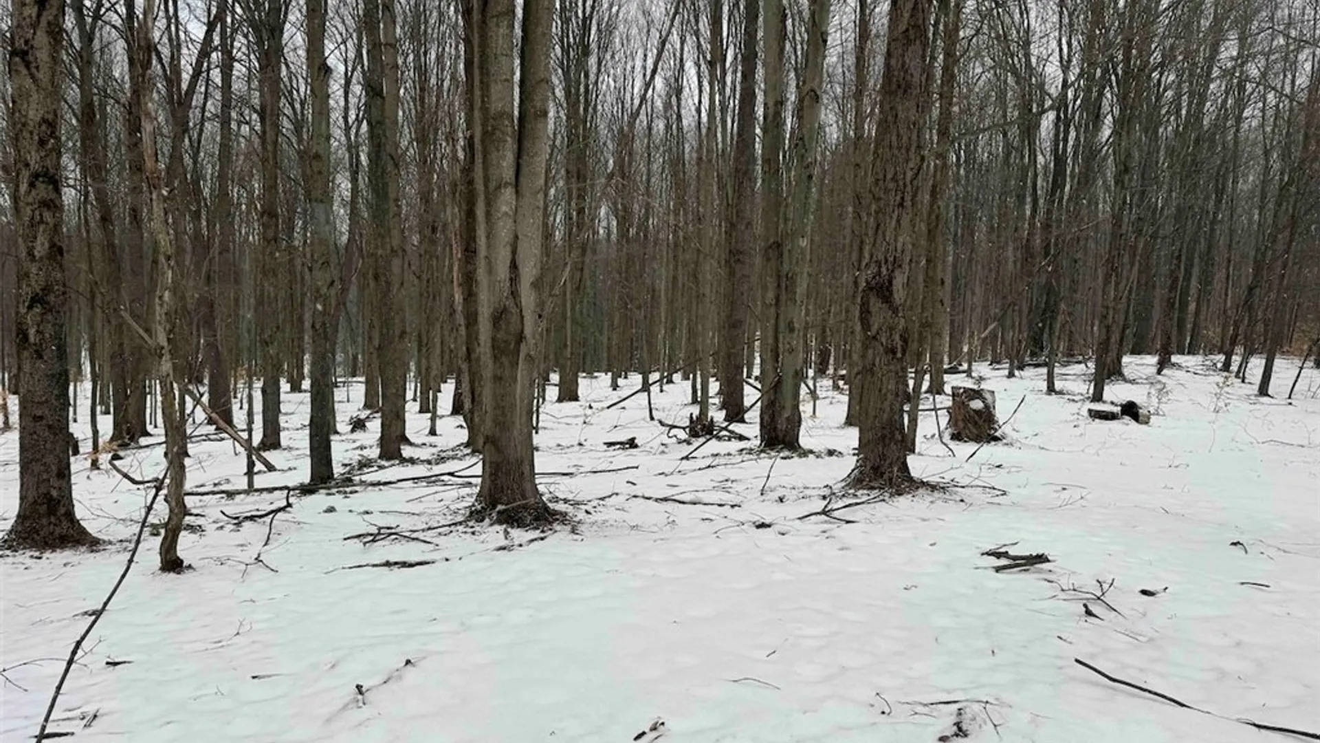 Property at 10020 Mclaughlin Road, Machias, NY 14171 47