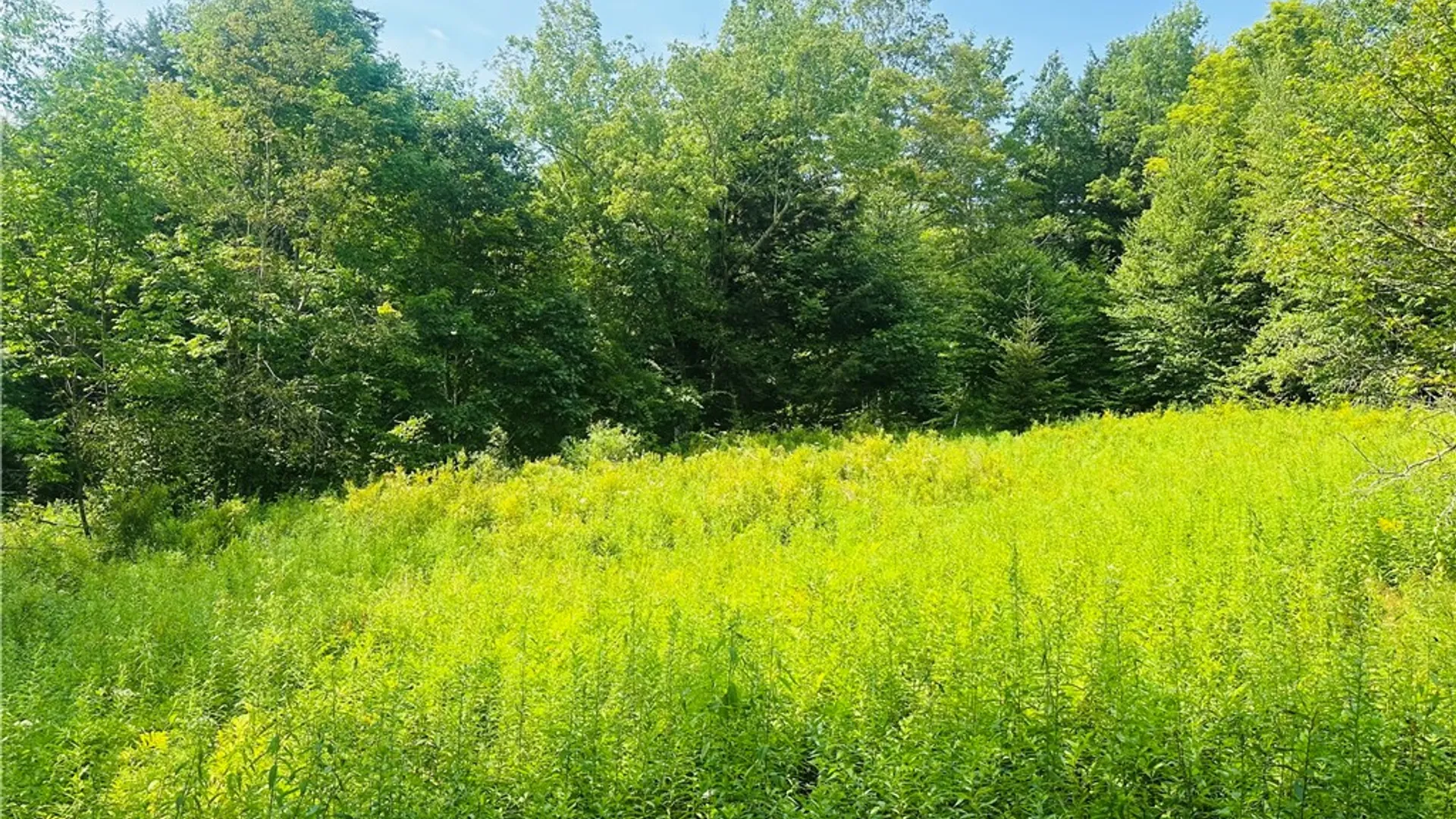 Property at 1947 Herrick Hollow Road, Tompkins, NY 13804 7