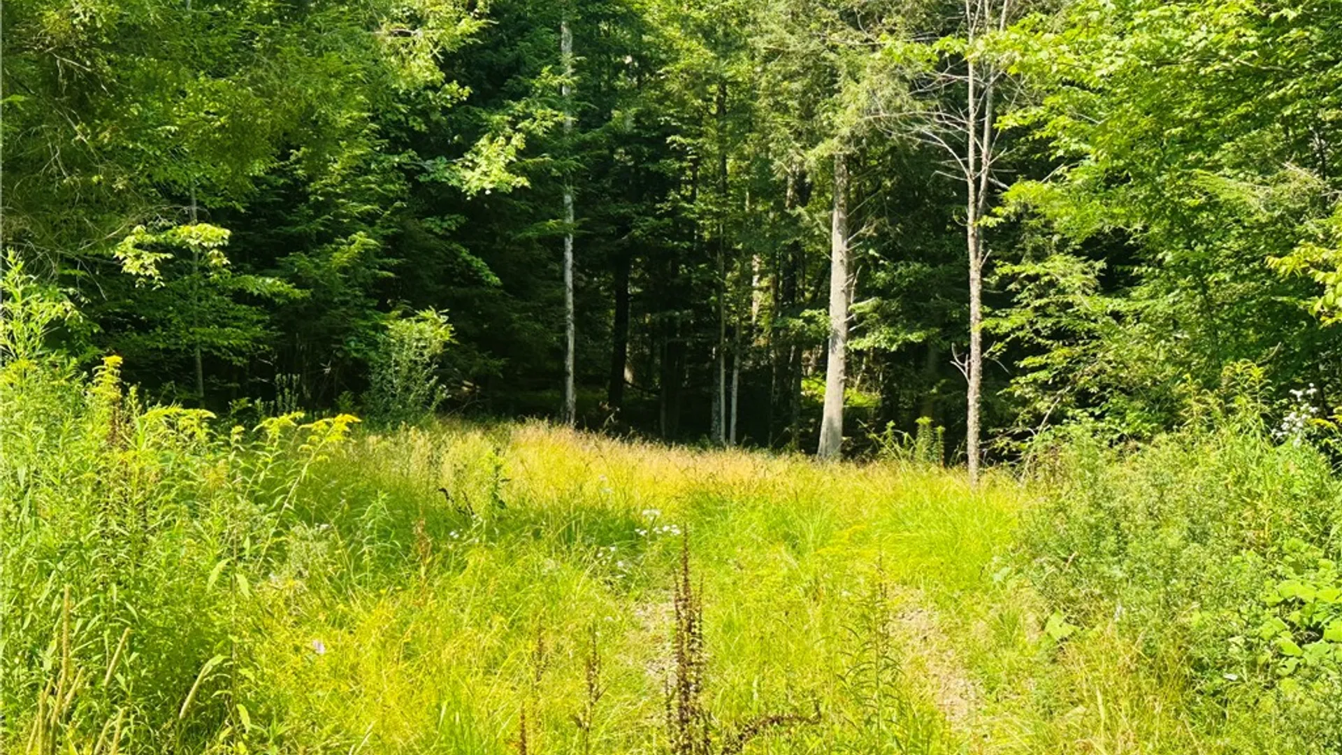 Property at 1947 Herrick Hollow Road, Tompkins, NY 13804 8