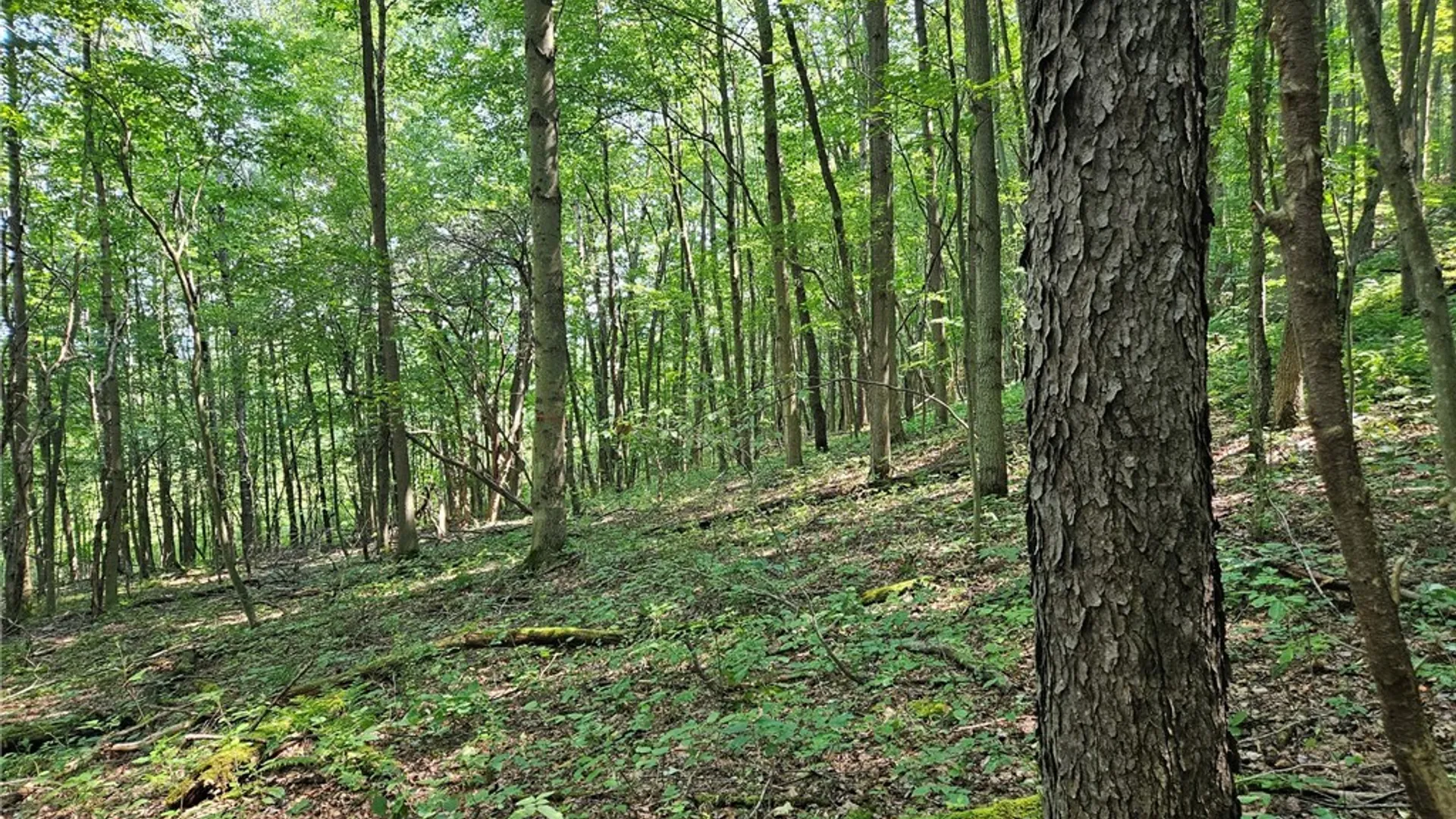 Property at 0 Steam Valley Road, Olean, NY 14760 10