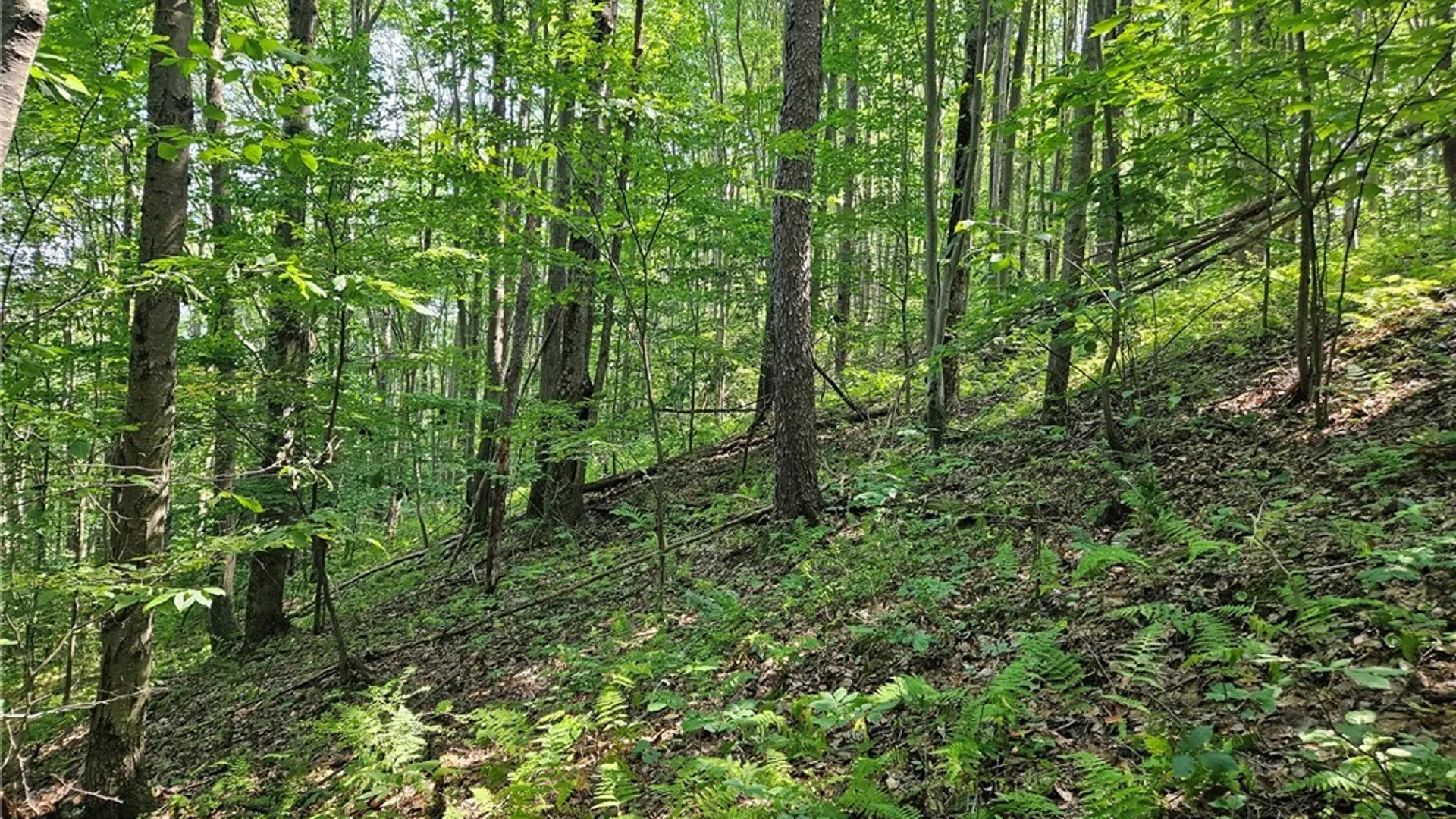 Property at 0 Steam Valley Road, Olean, NY 14760 11