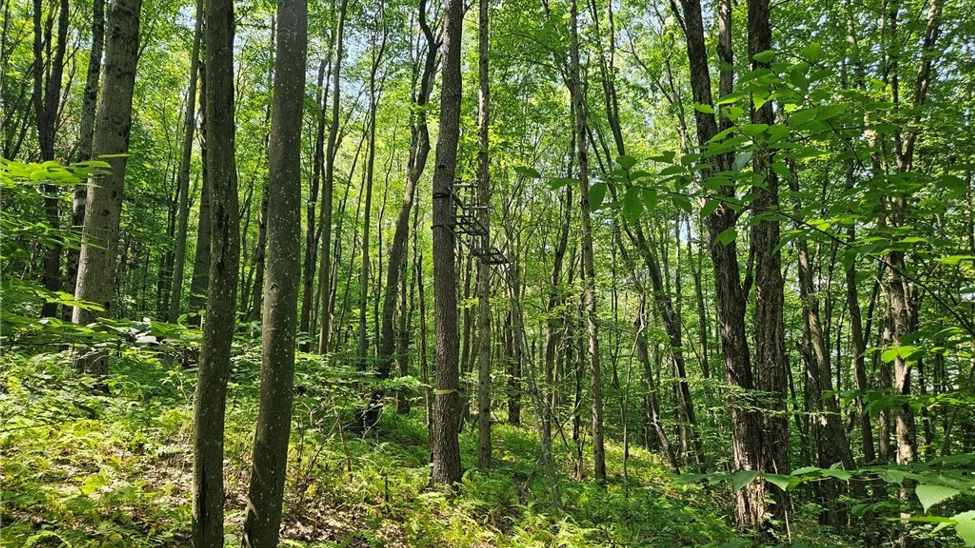 Property at 0 Steam Valley Road, Olean, NY 14760 12