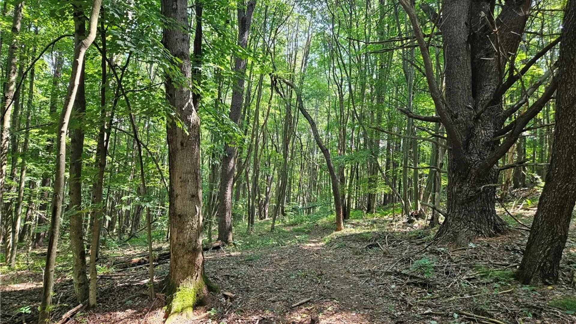 Property at 0 Steam Valley Road, Olean, NY 14760 13