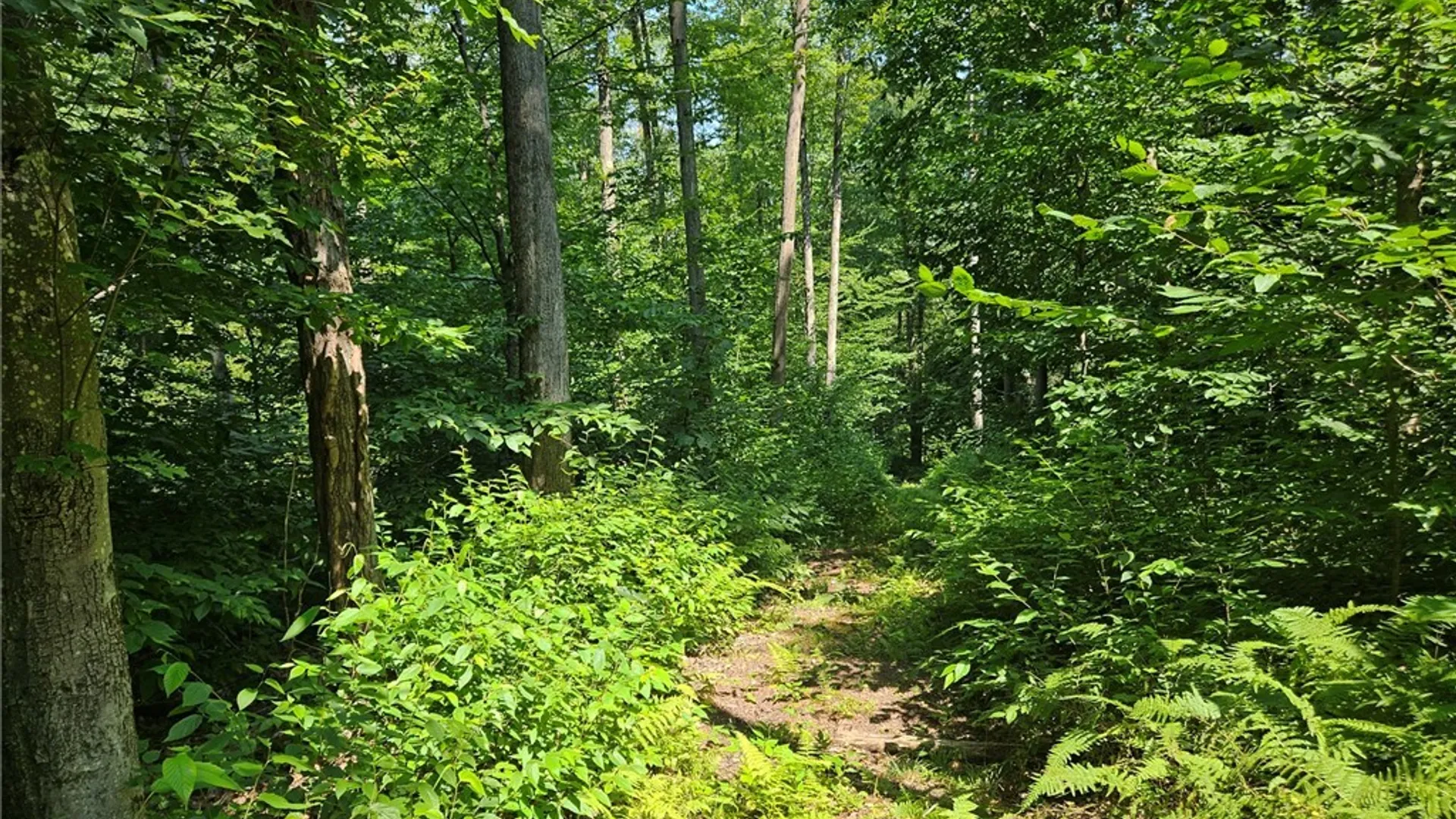 Property at 0 Steam Valley Road, Olean, NY 14760 14