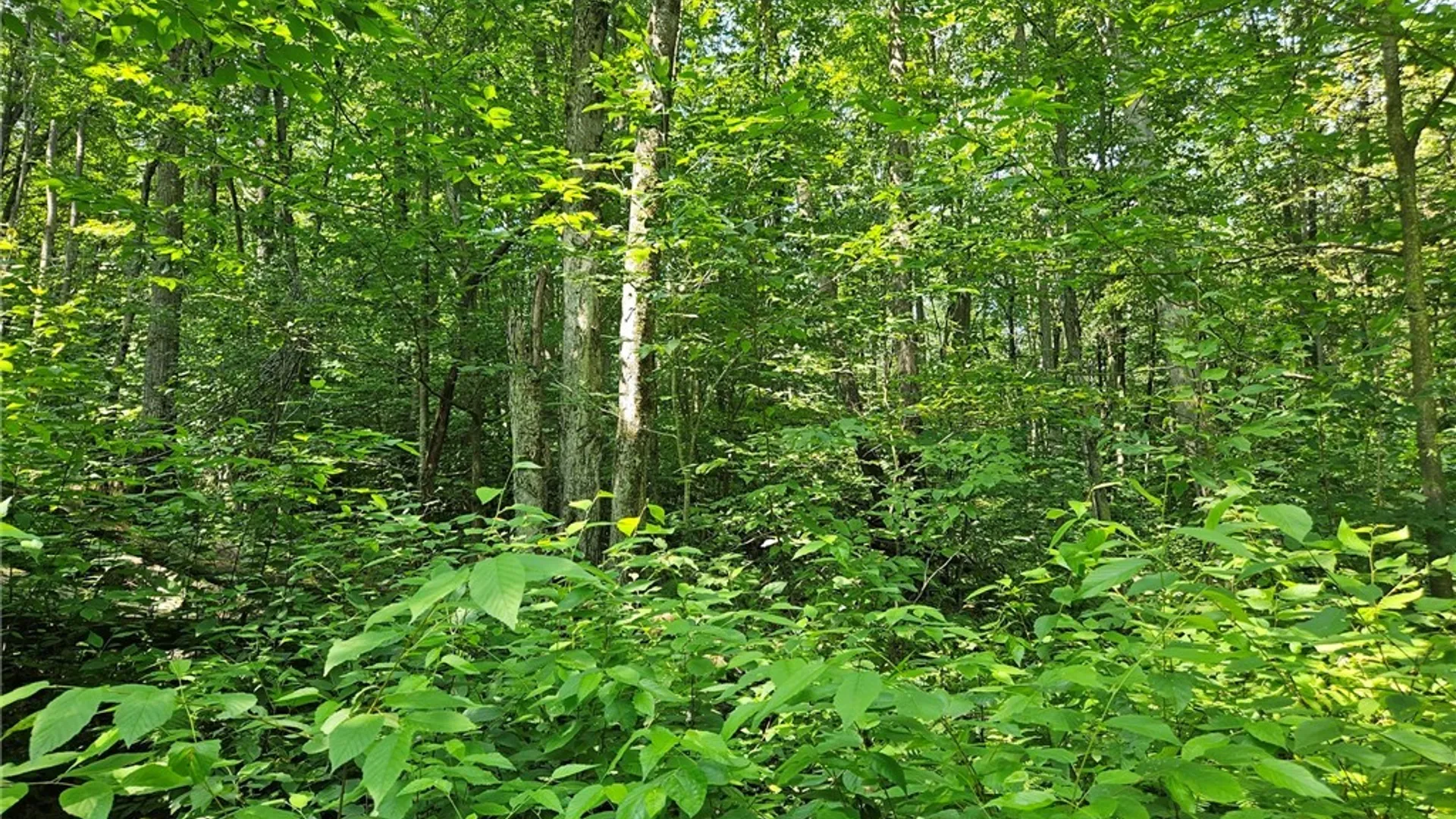 Property at 0 Steam Valley Road, Olean, NY 14760 15