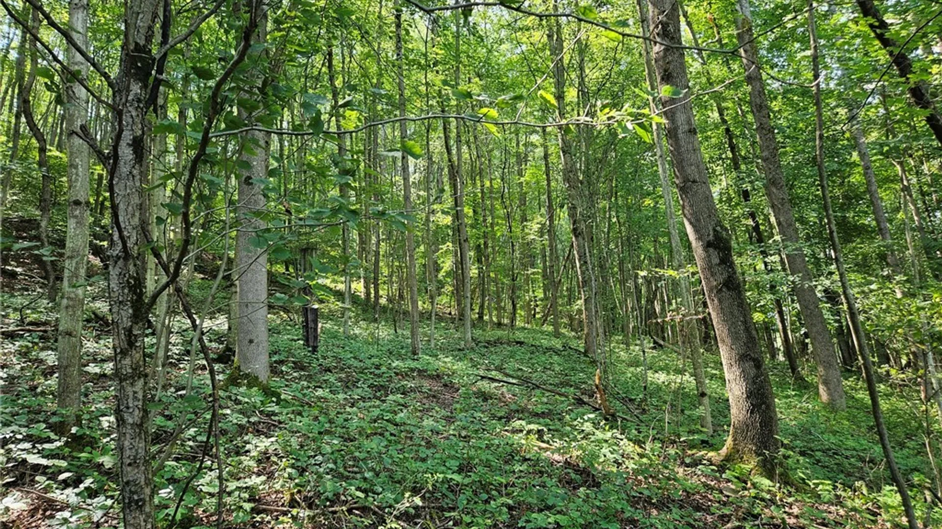 Property at 0 Steam Valley Road, Olean, NY 14760 17