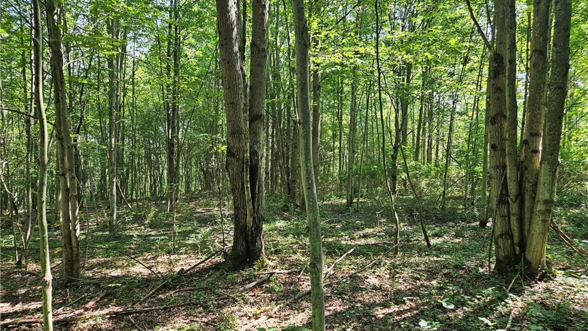 Property at 0 Steam Valley Road, Olean, NY 14760 7