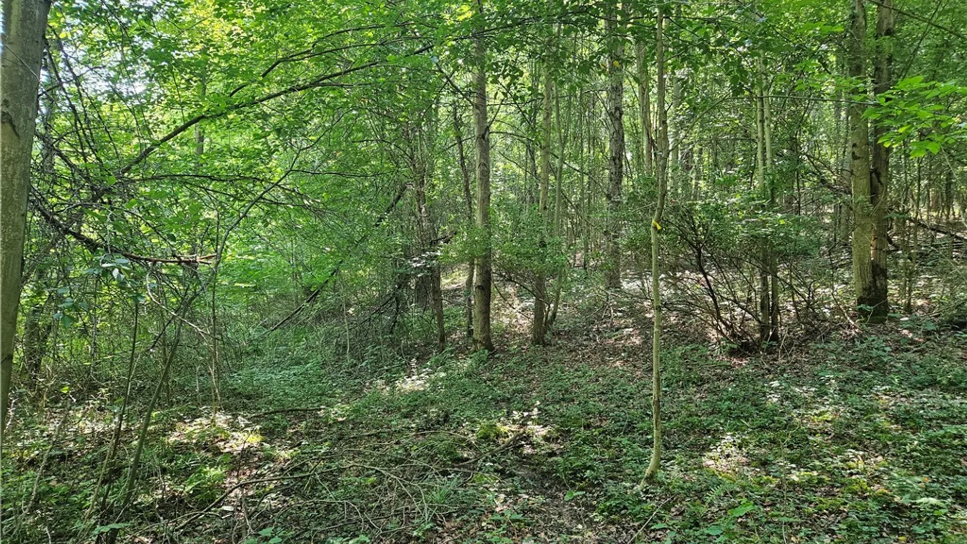 Property at 0 Steam Valley Road, Olean, NY 14760 8